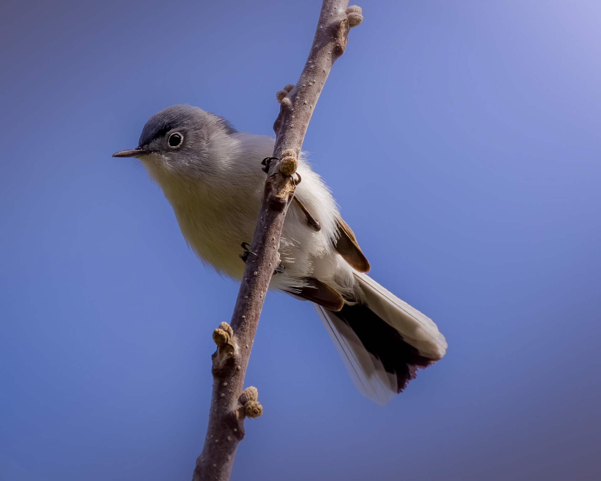 Blue-Grey Gnatcatcher
