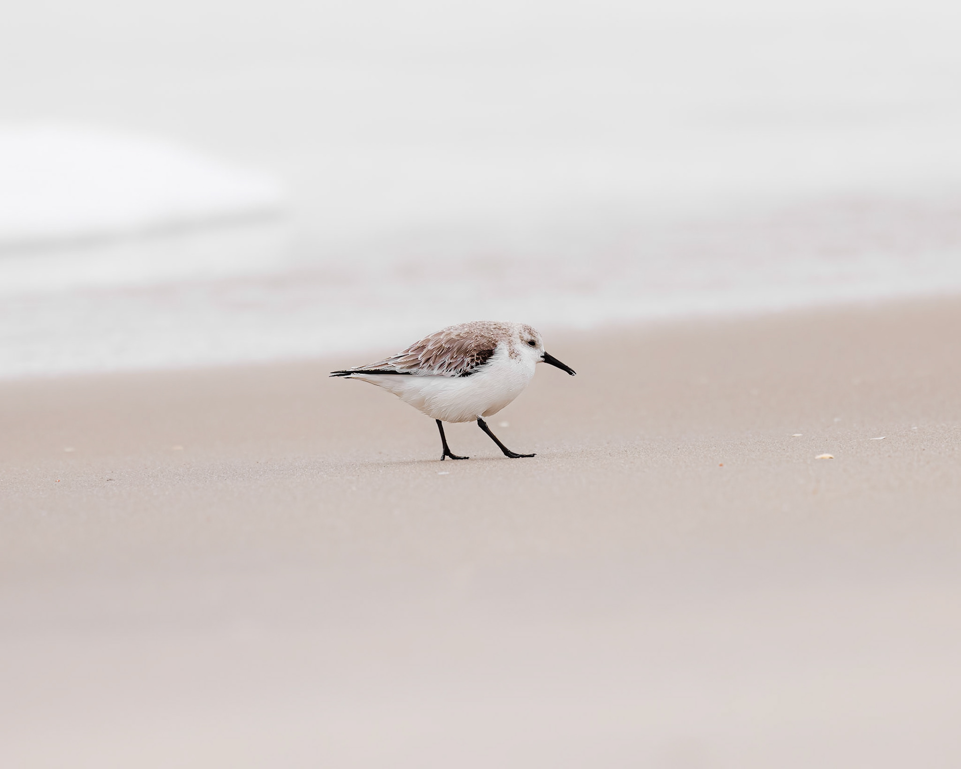Sanderling