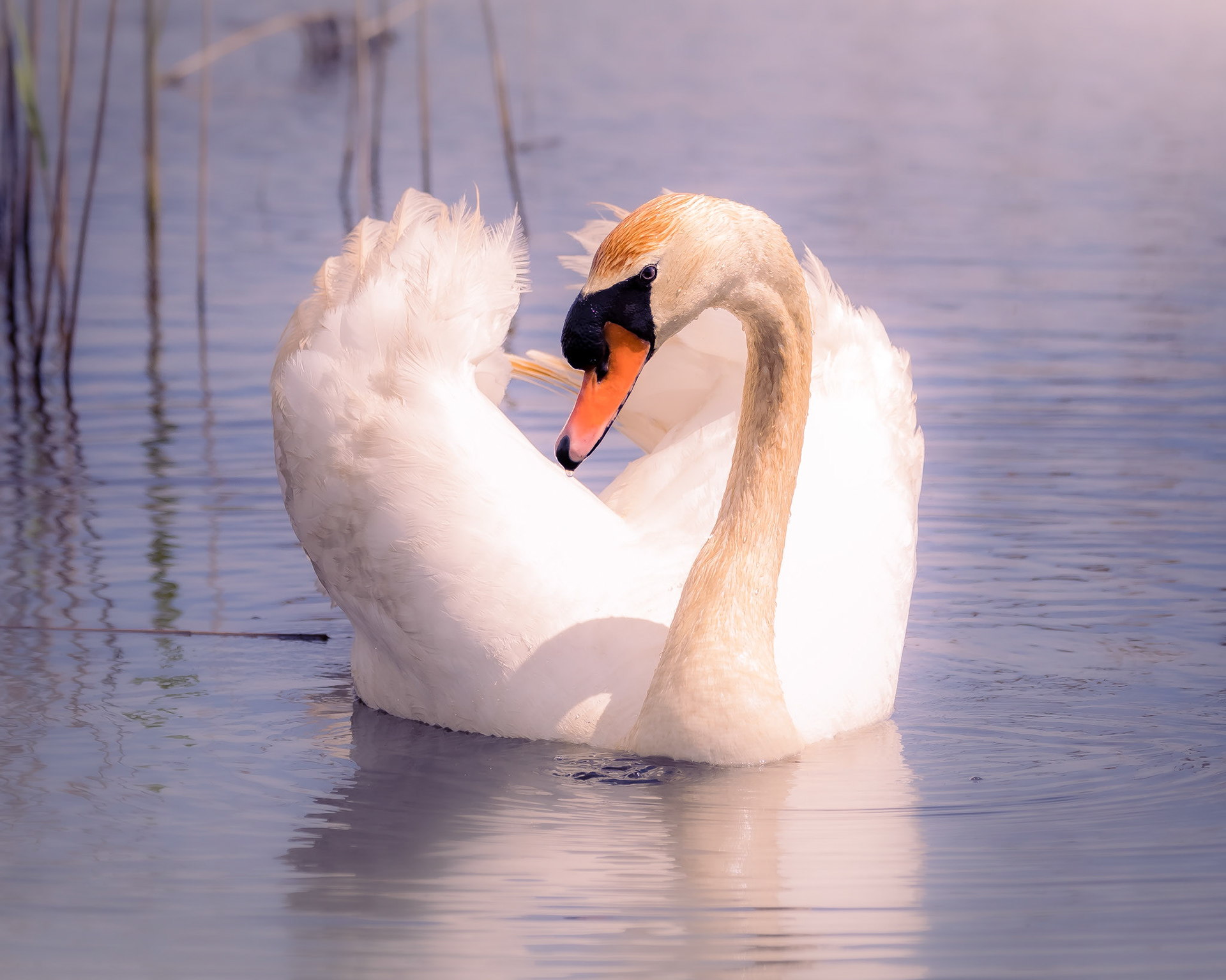 Mute Swan
