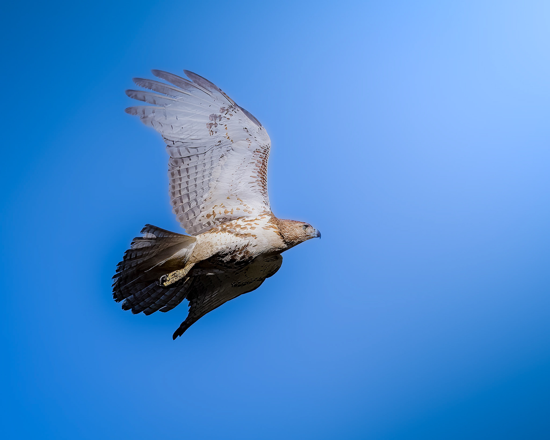 Red-tailed Hawk