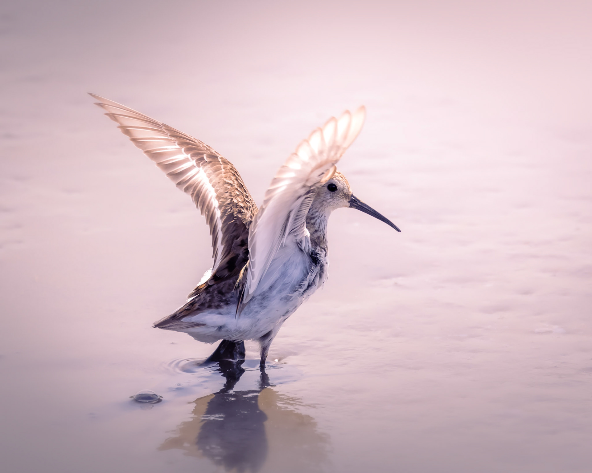 Dunlin