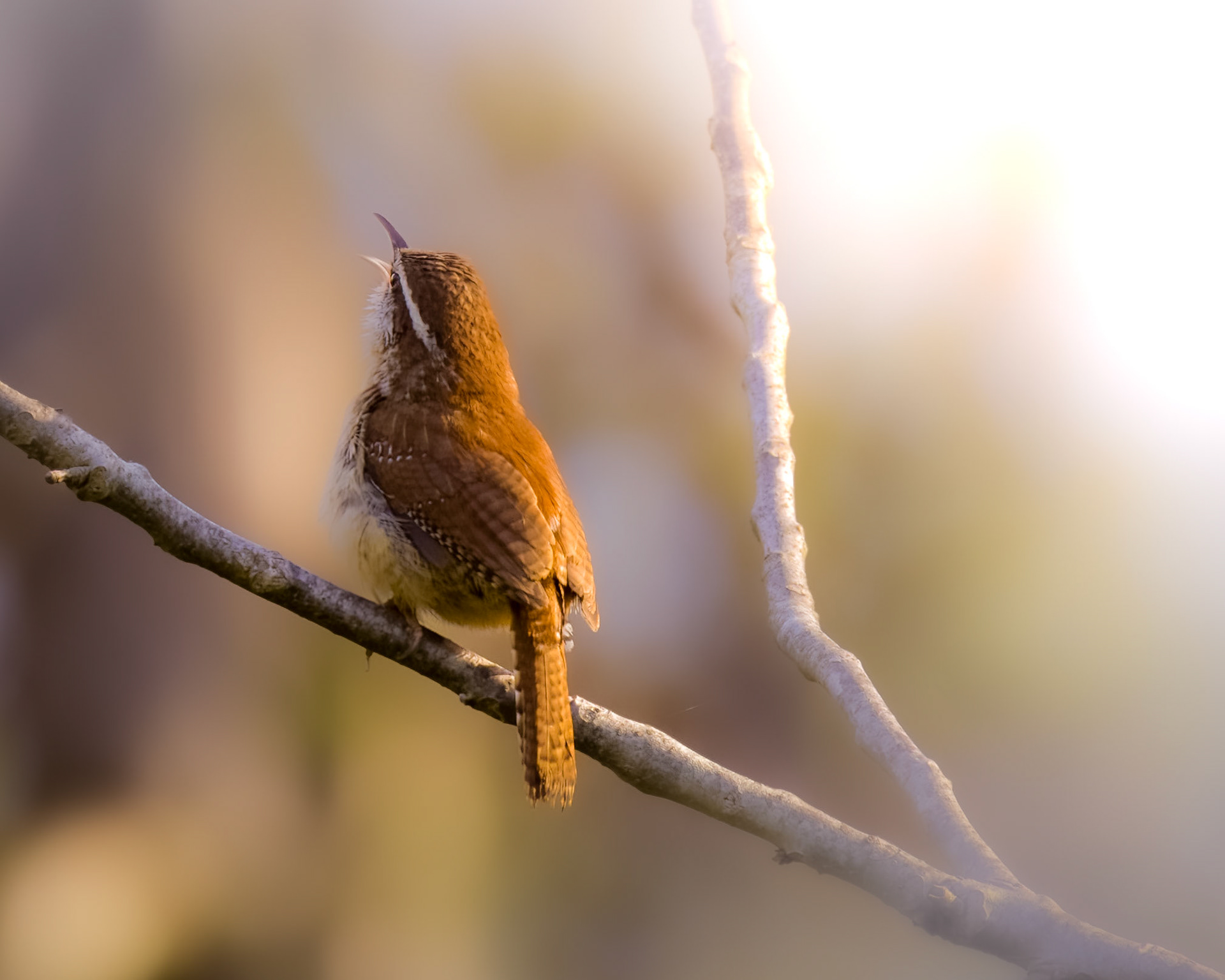 Carolina Wren
