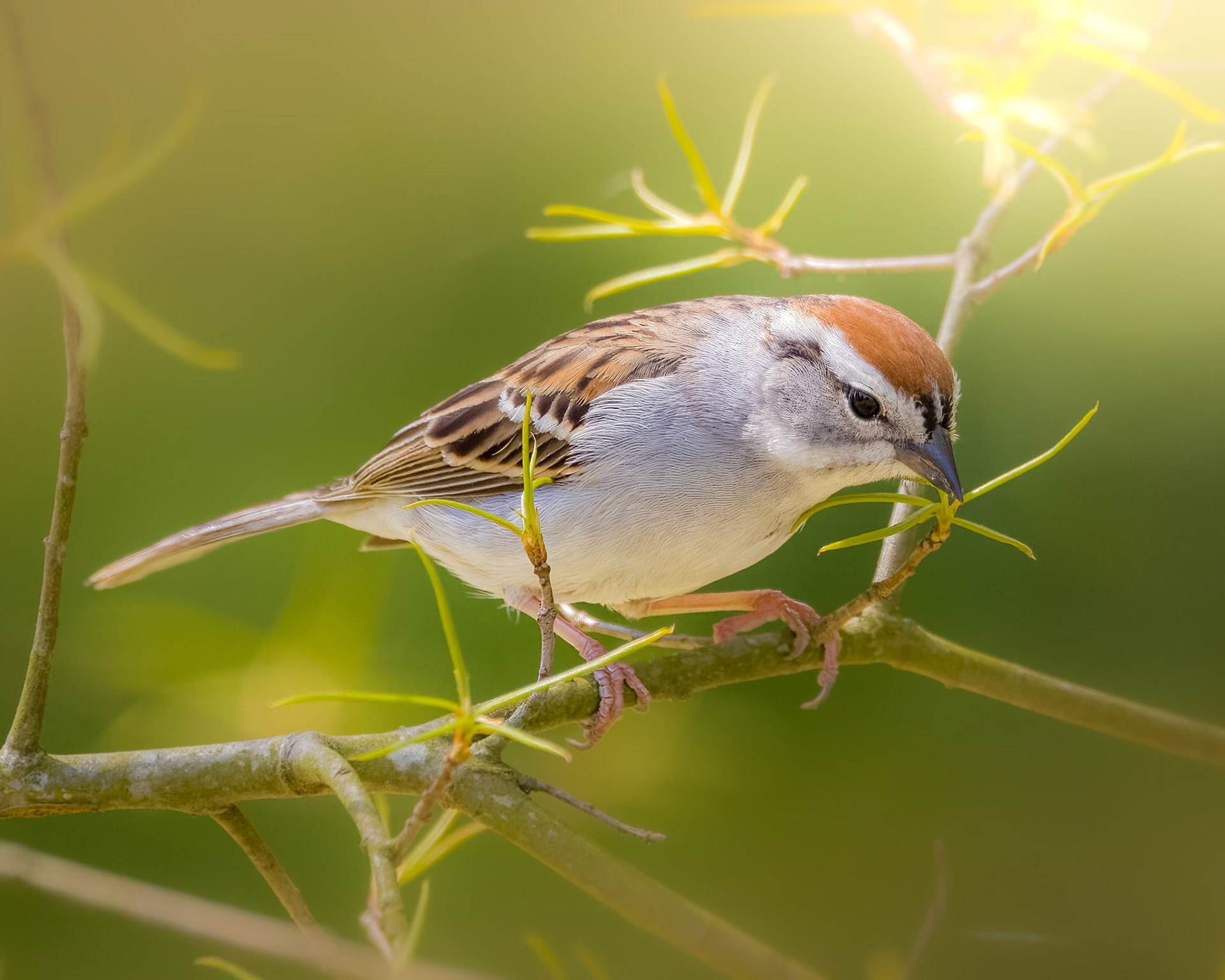 Chipping Sparrow