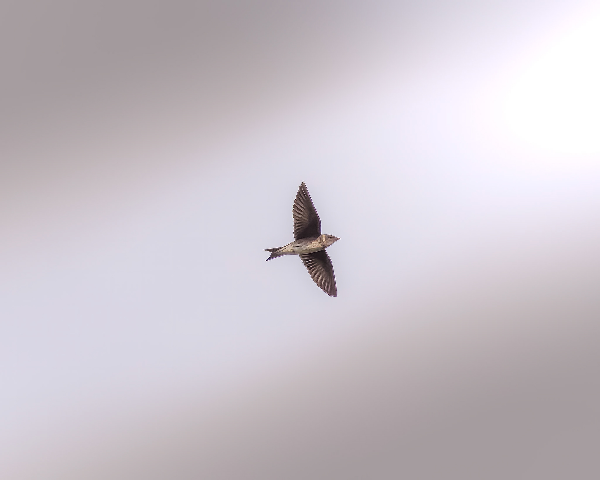 Chimney Swallow