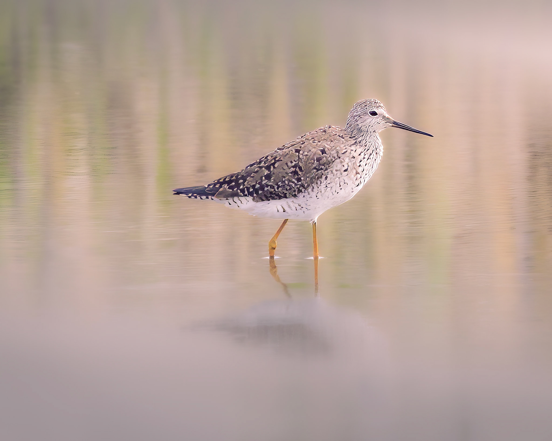 Lesser Yellowlegs