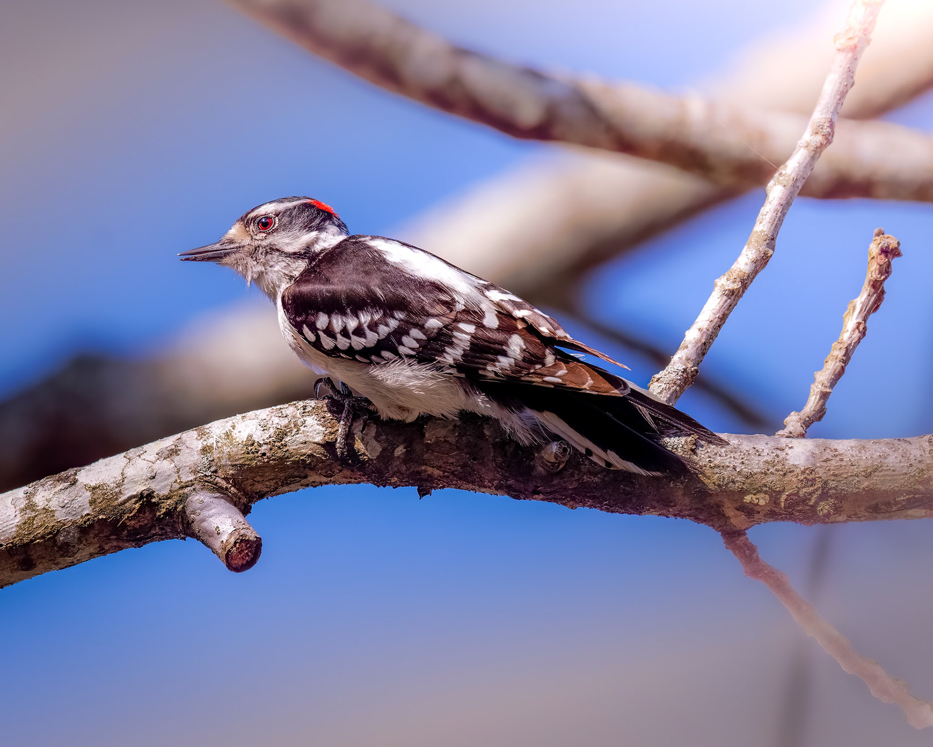 Downy Woodpecker