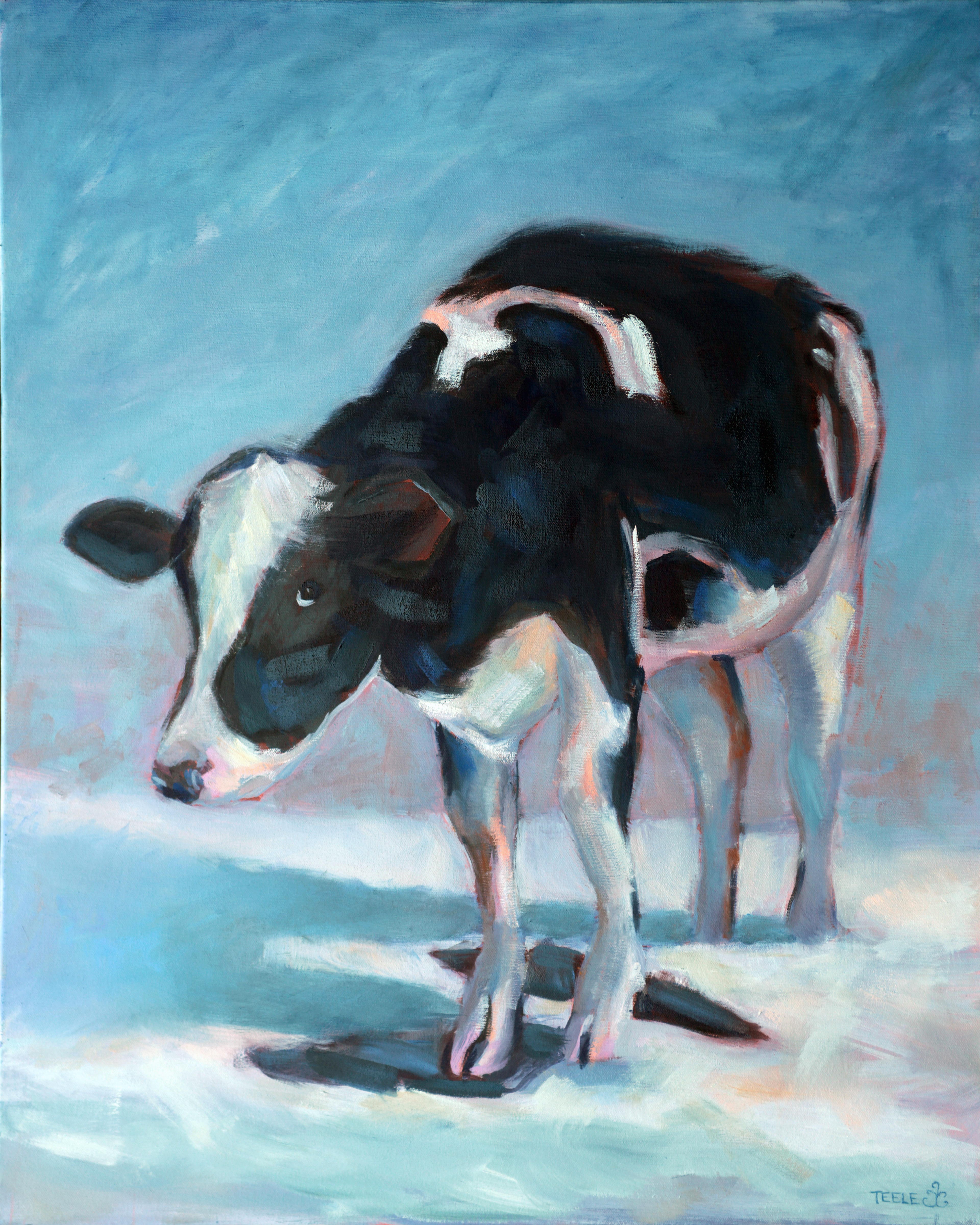 Sheepish Cow, 24x30 oil on deep profile canvas
