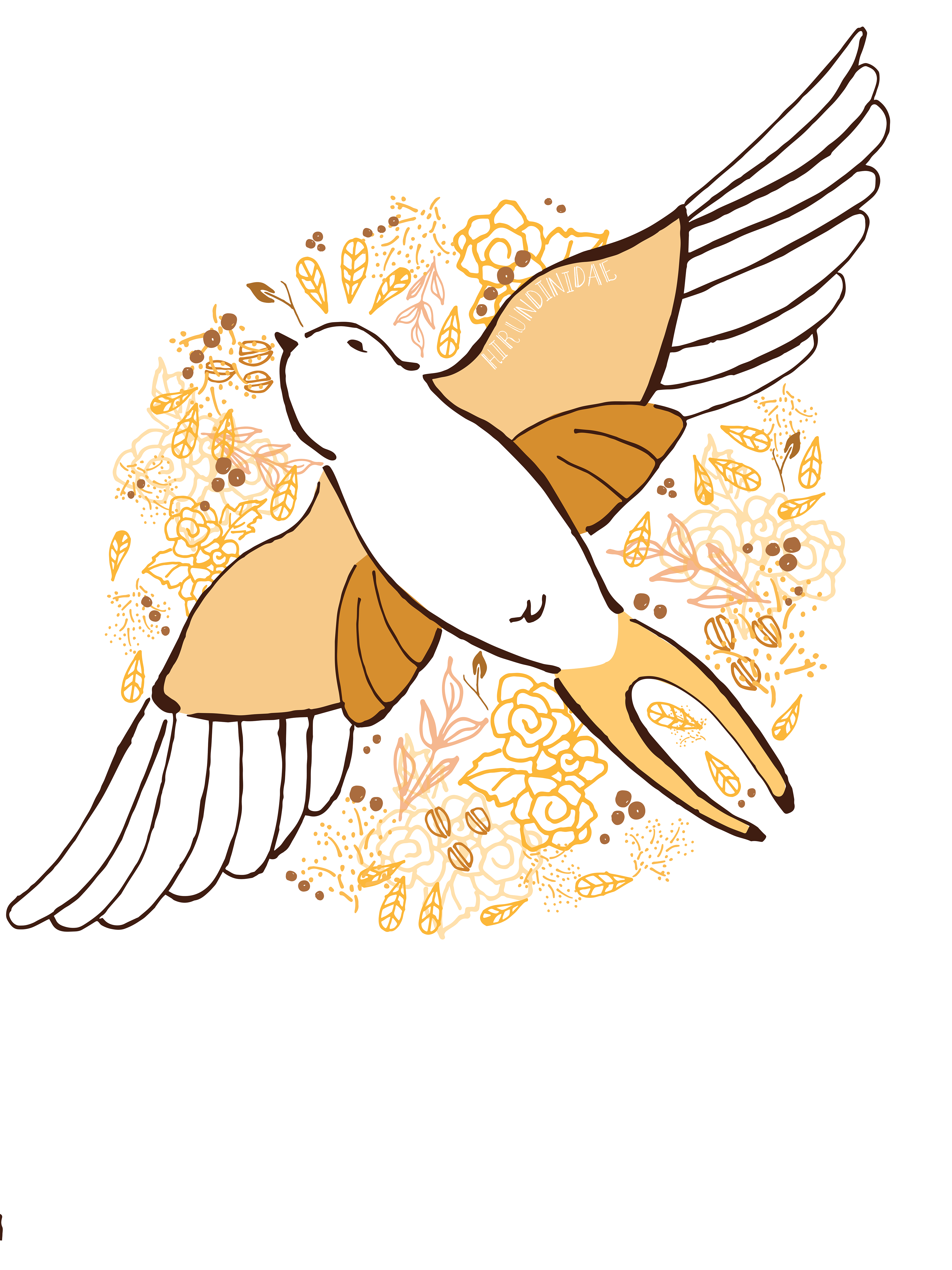 Swallow - Hirundinidae
