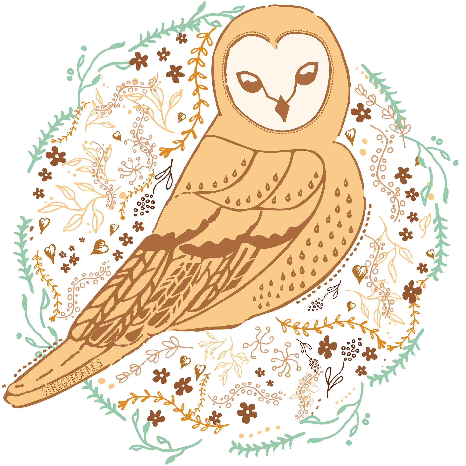 Owl - Strigiformes