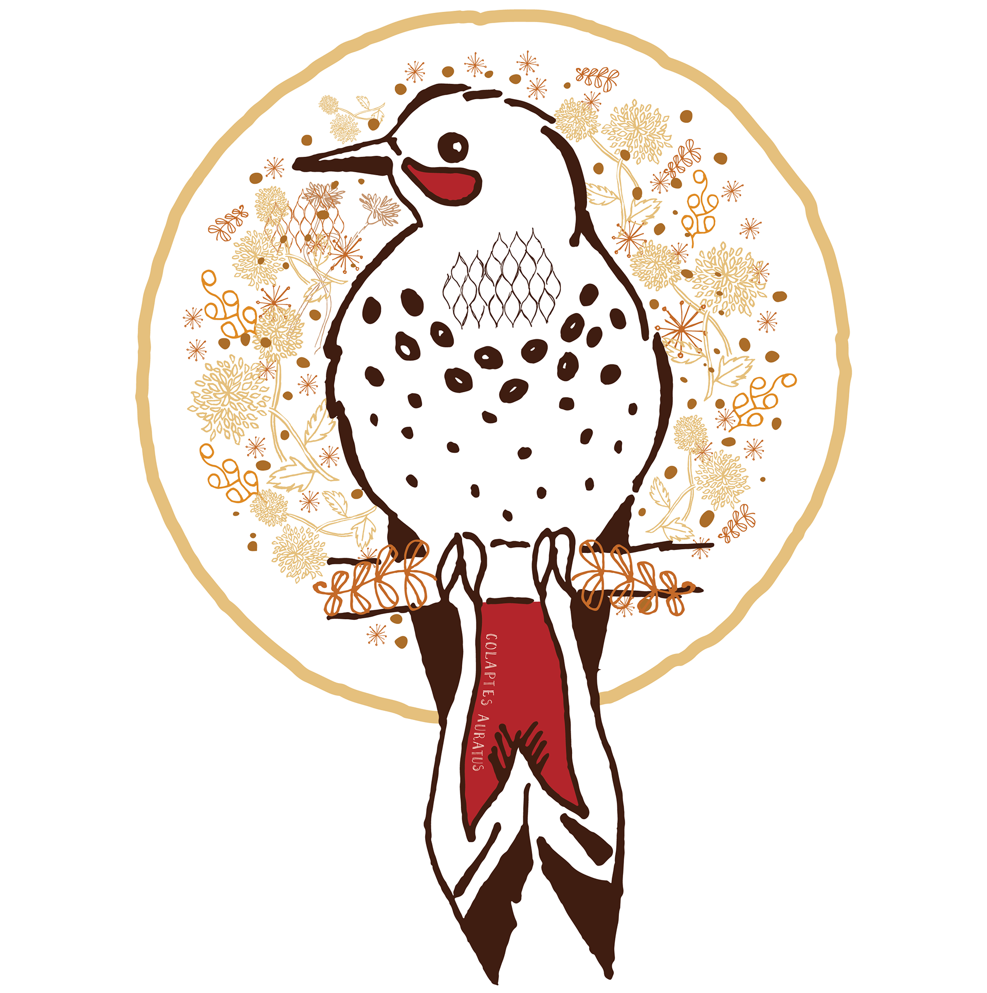 Northern Flicker - Colaptes Auratus