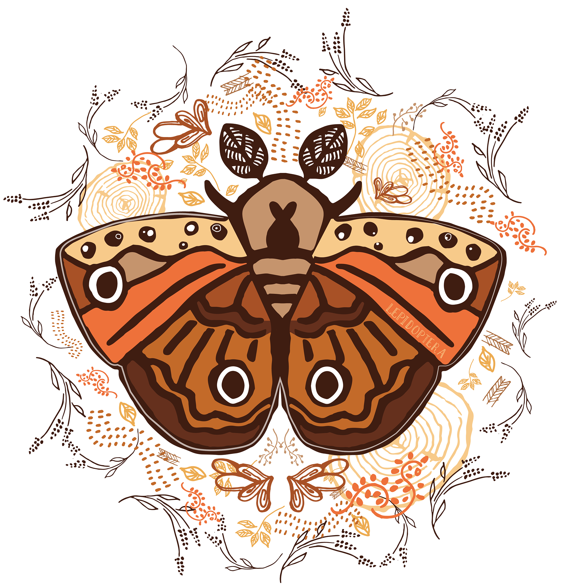 Moth - Lepidoptera