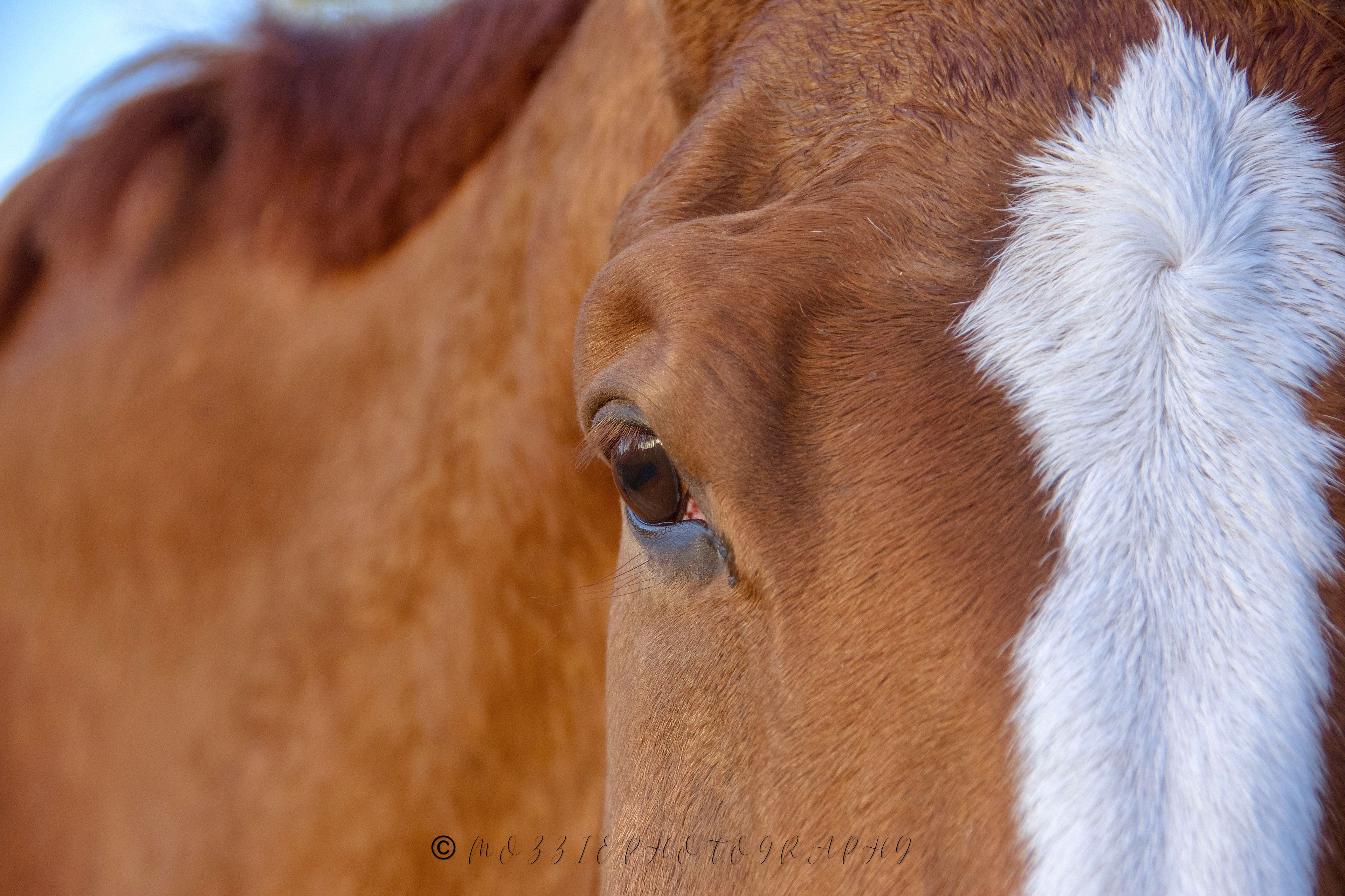 Equine Photography