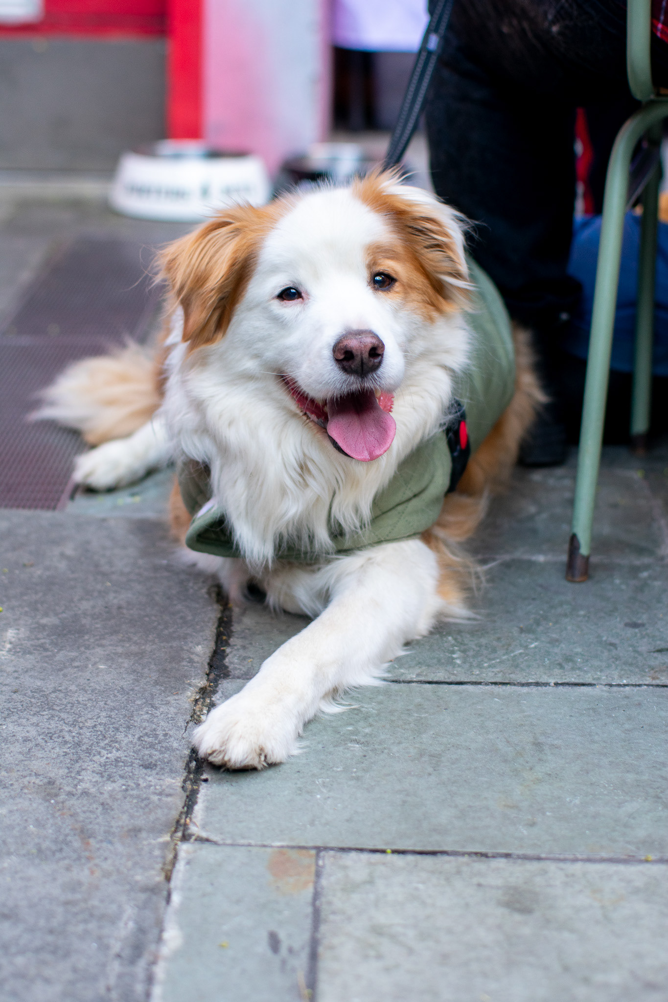 Pet Photograpohy