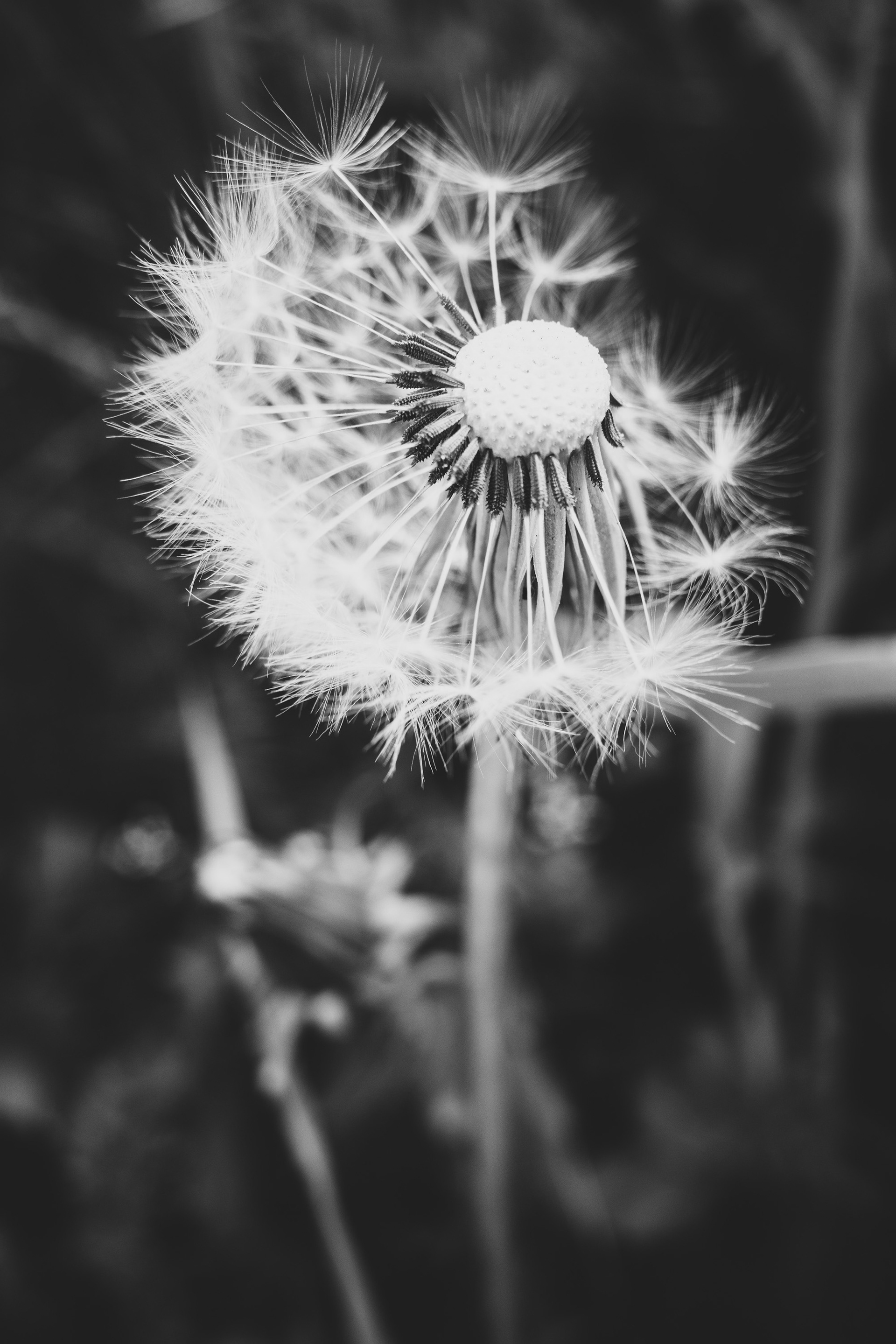 Pusteblume