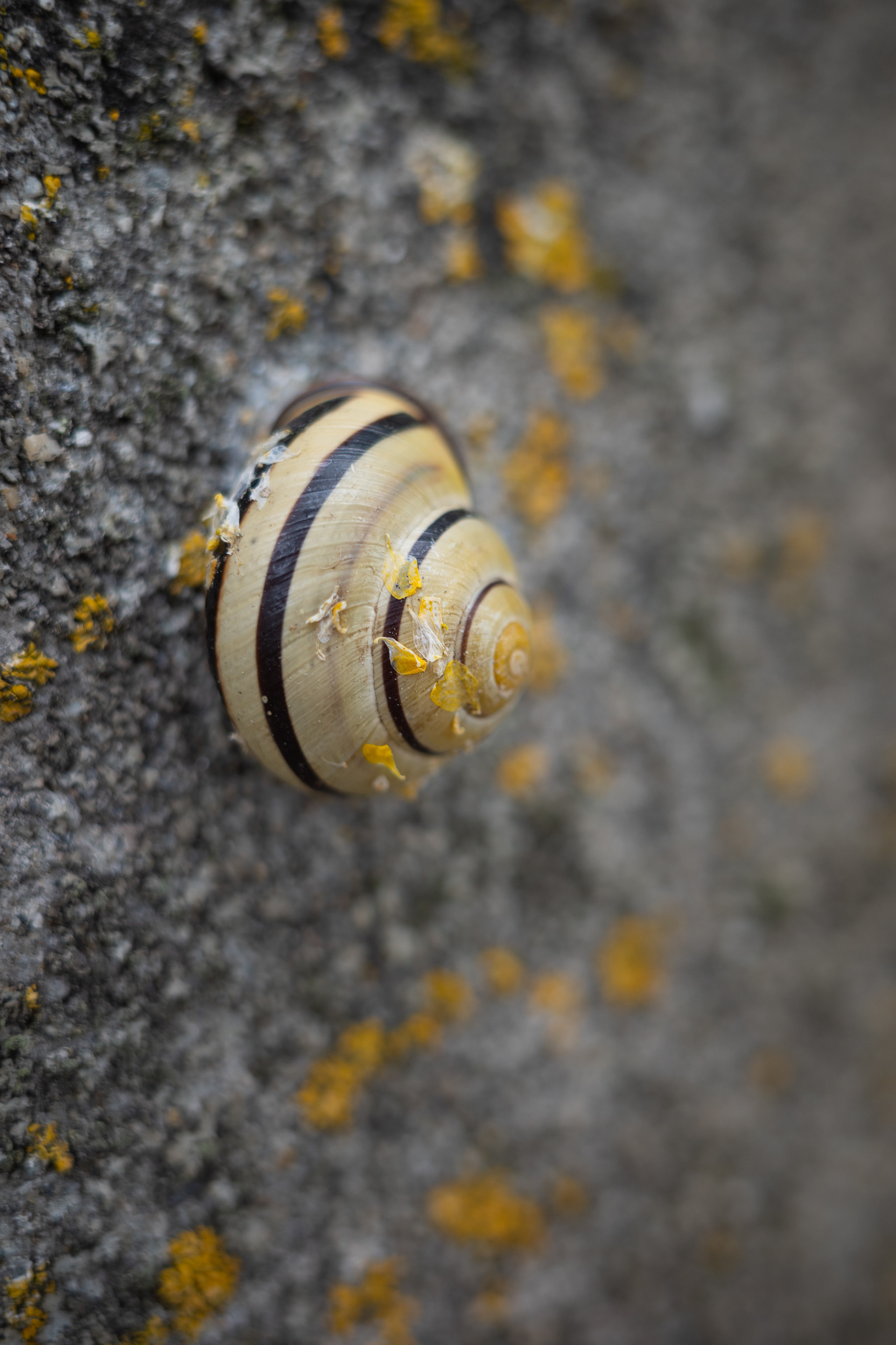 Schnecke