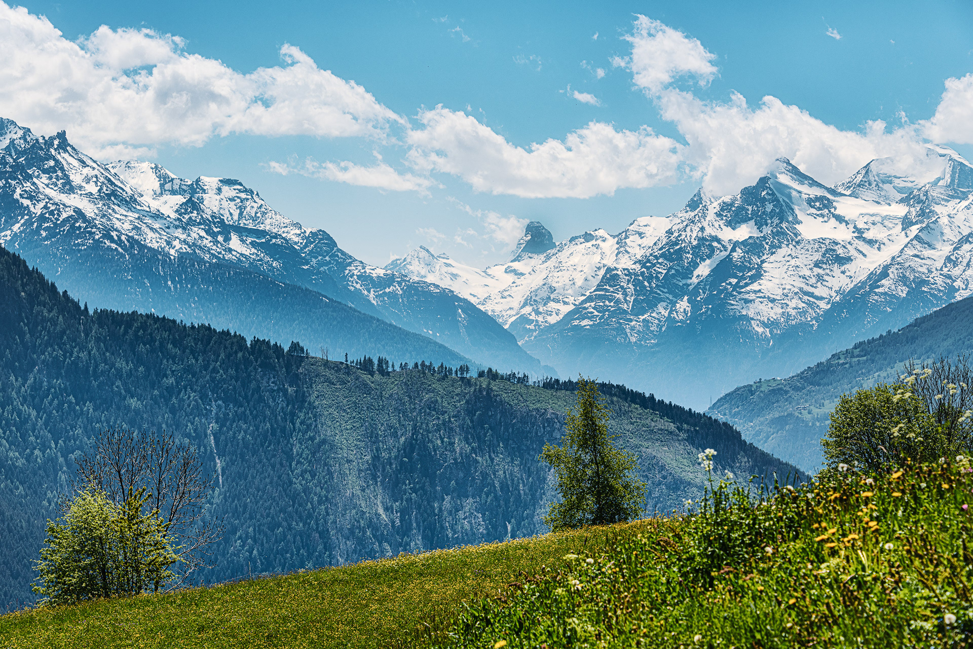Salwald, Mund, Schweiz