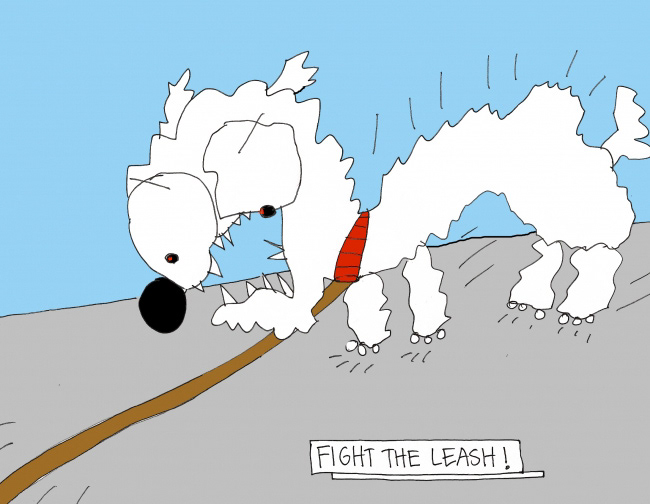 John's Commentary: Small dogs everywhere - keep the fight alive.