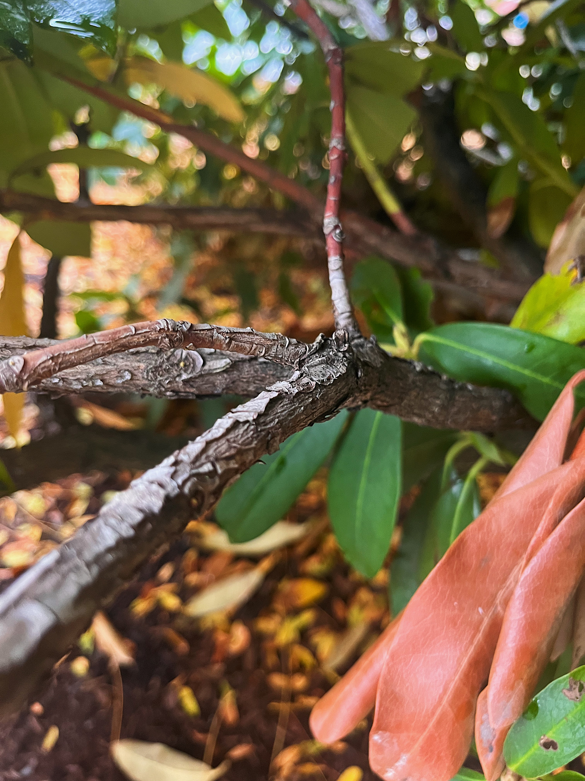 branch view