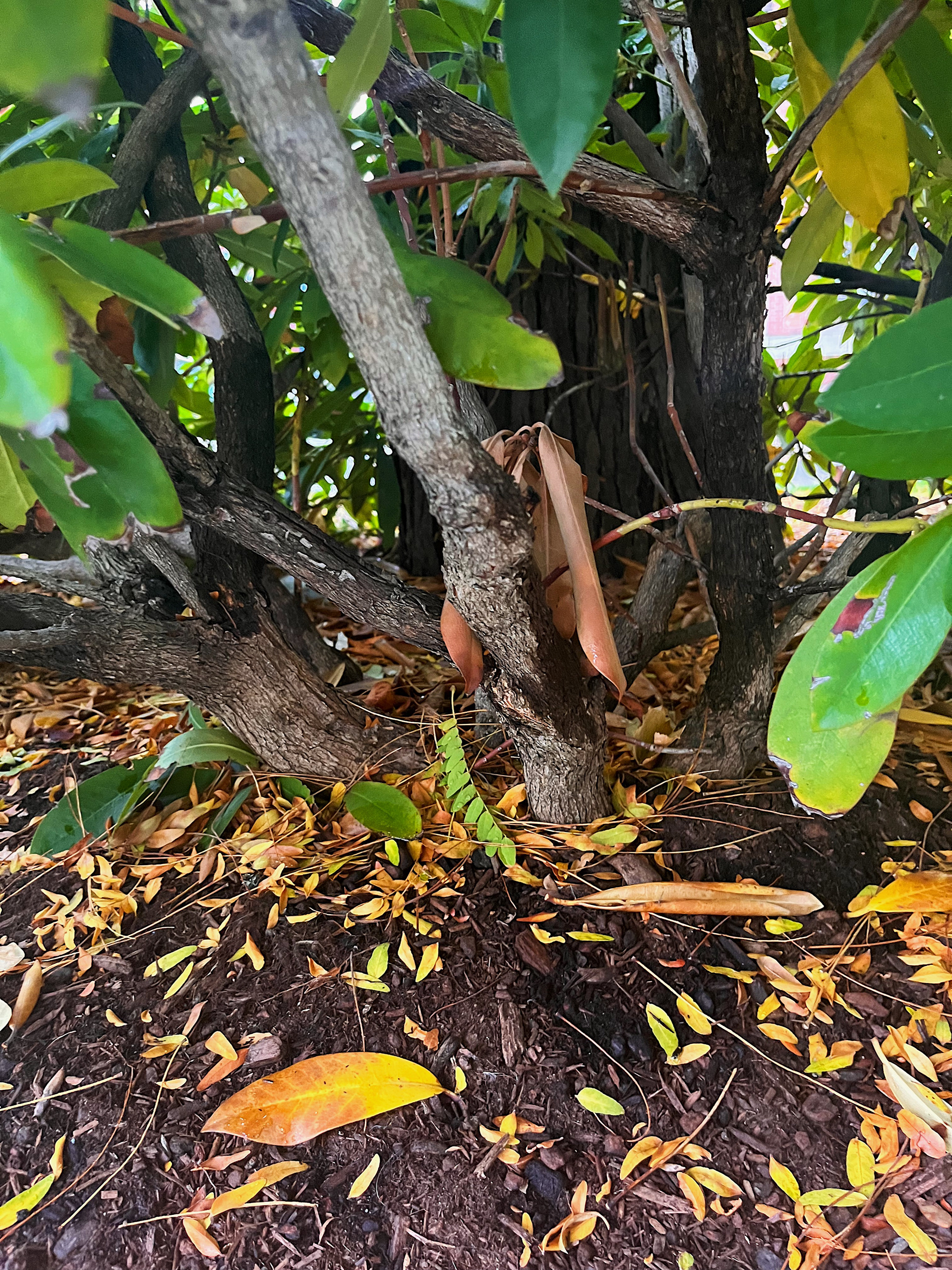 growth from ground