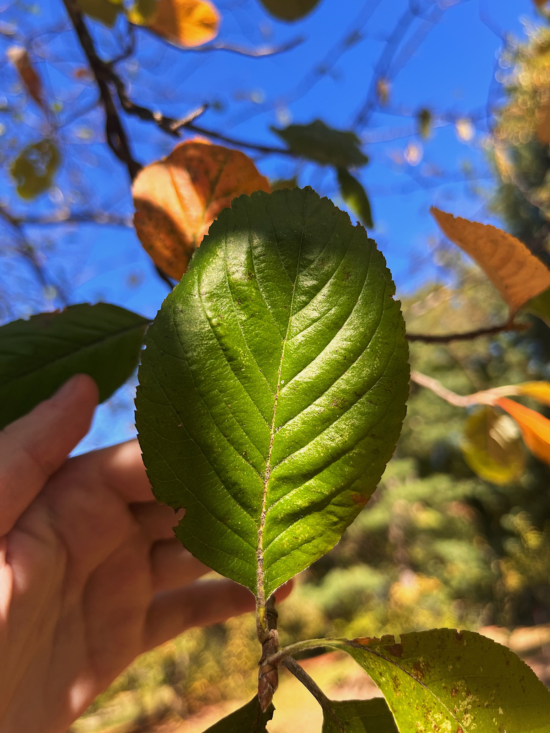 leaf view