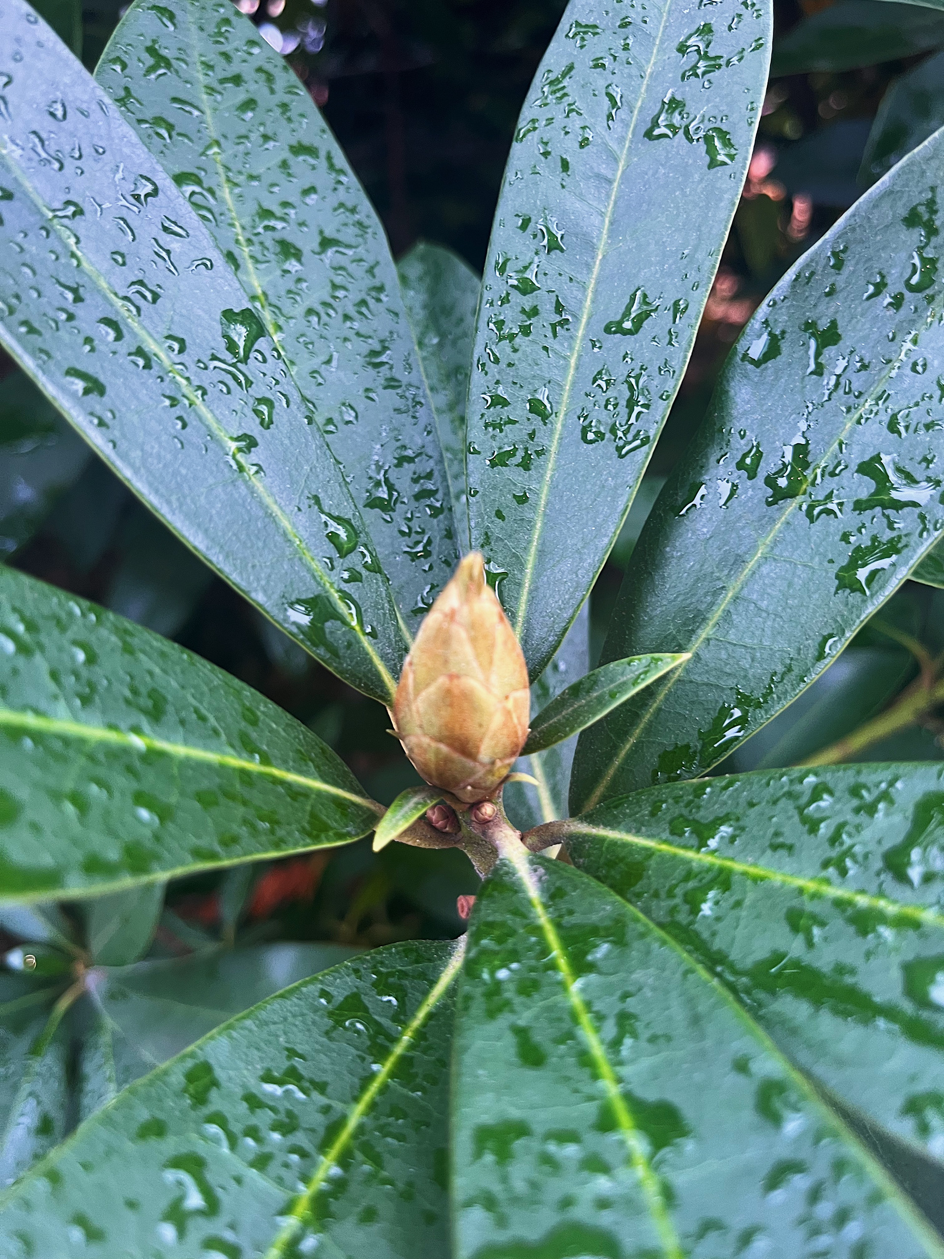 bud view