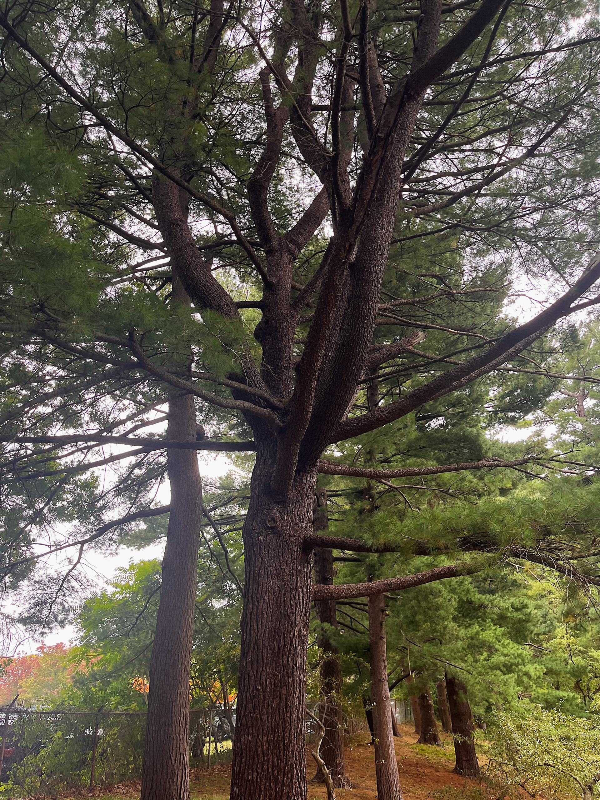 fully grown tree