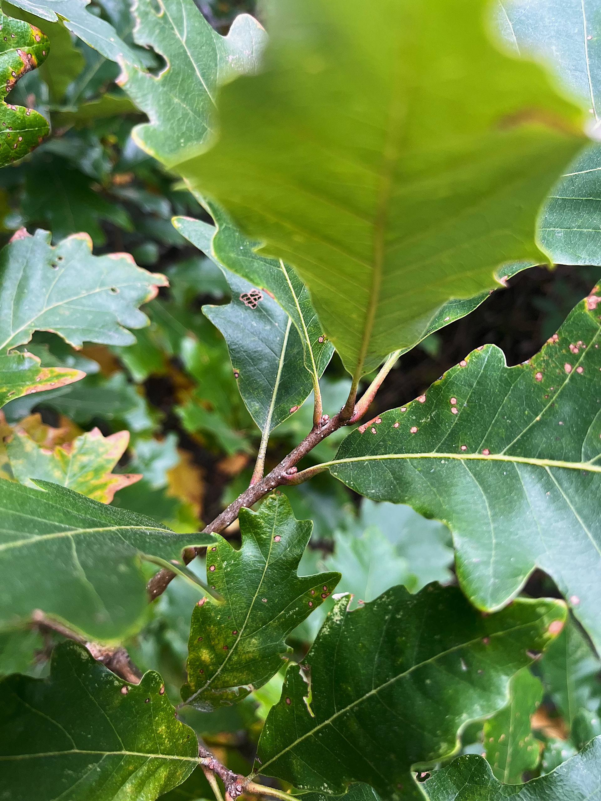 nodes and growth pattern