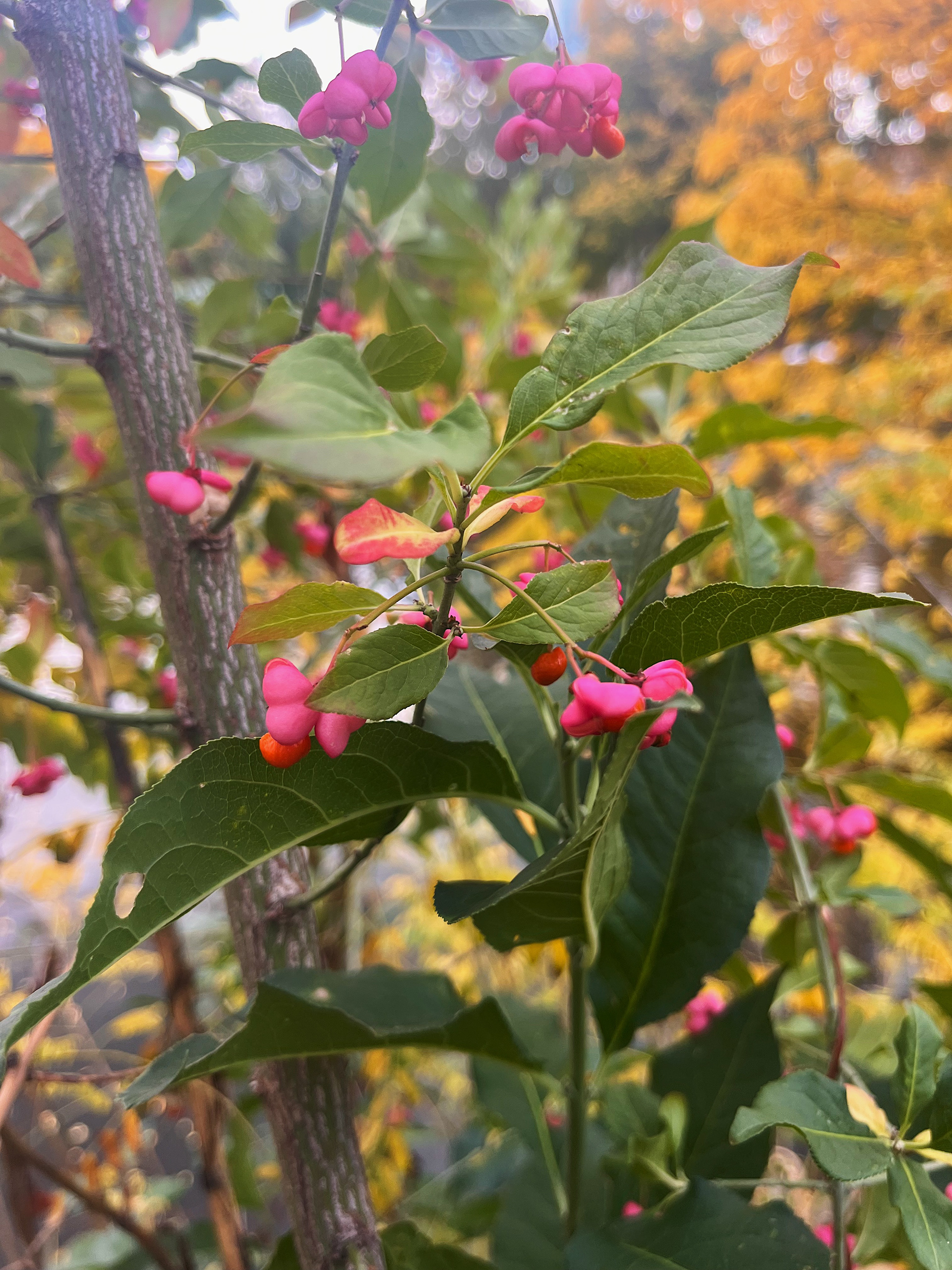 flower view