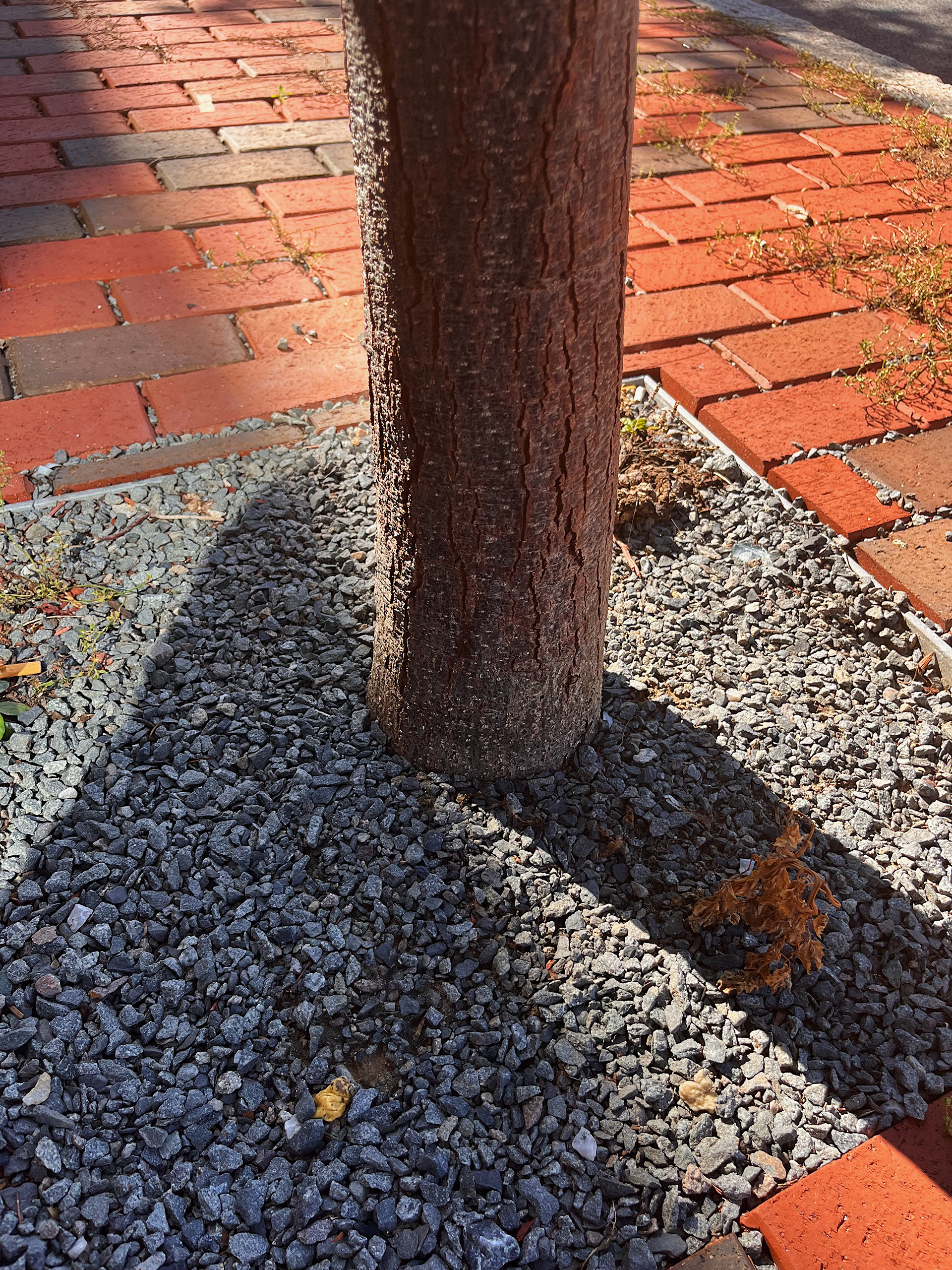trunk and bark texture