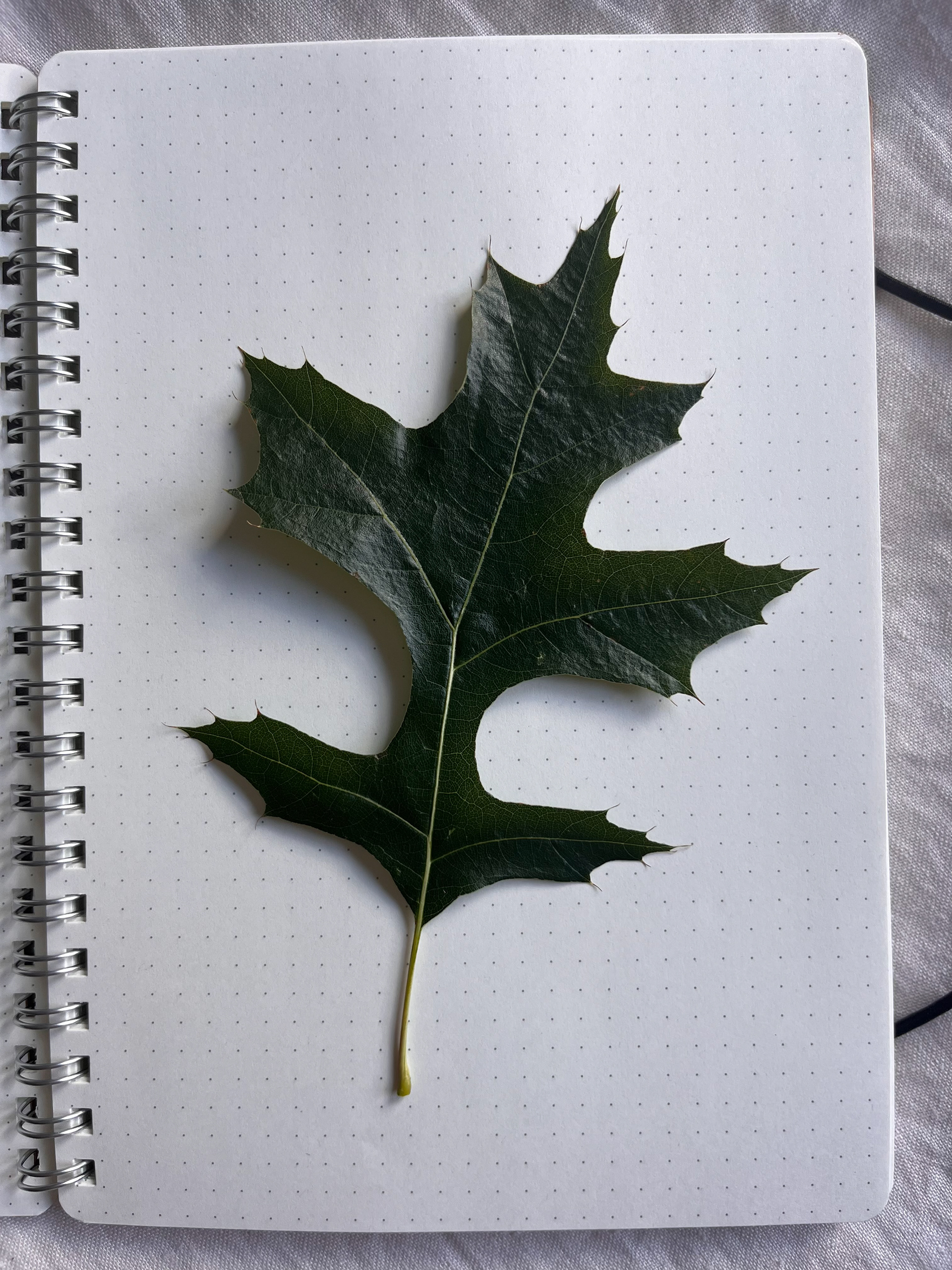5 lobed leaf