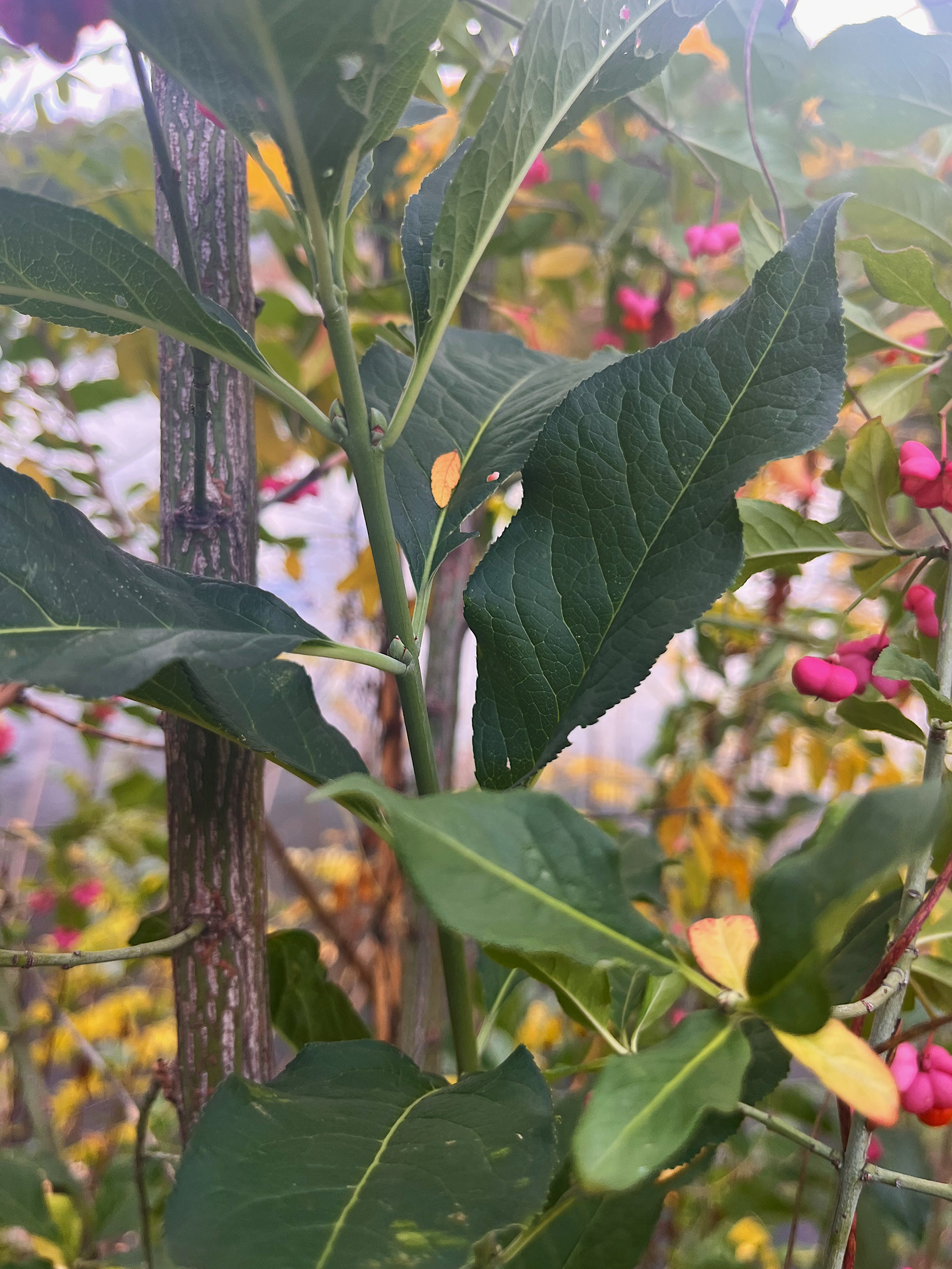 leaf growth pattern