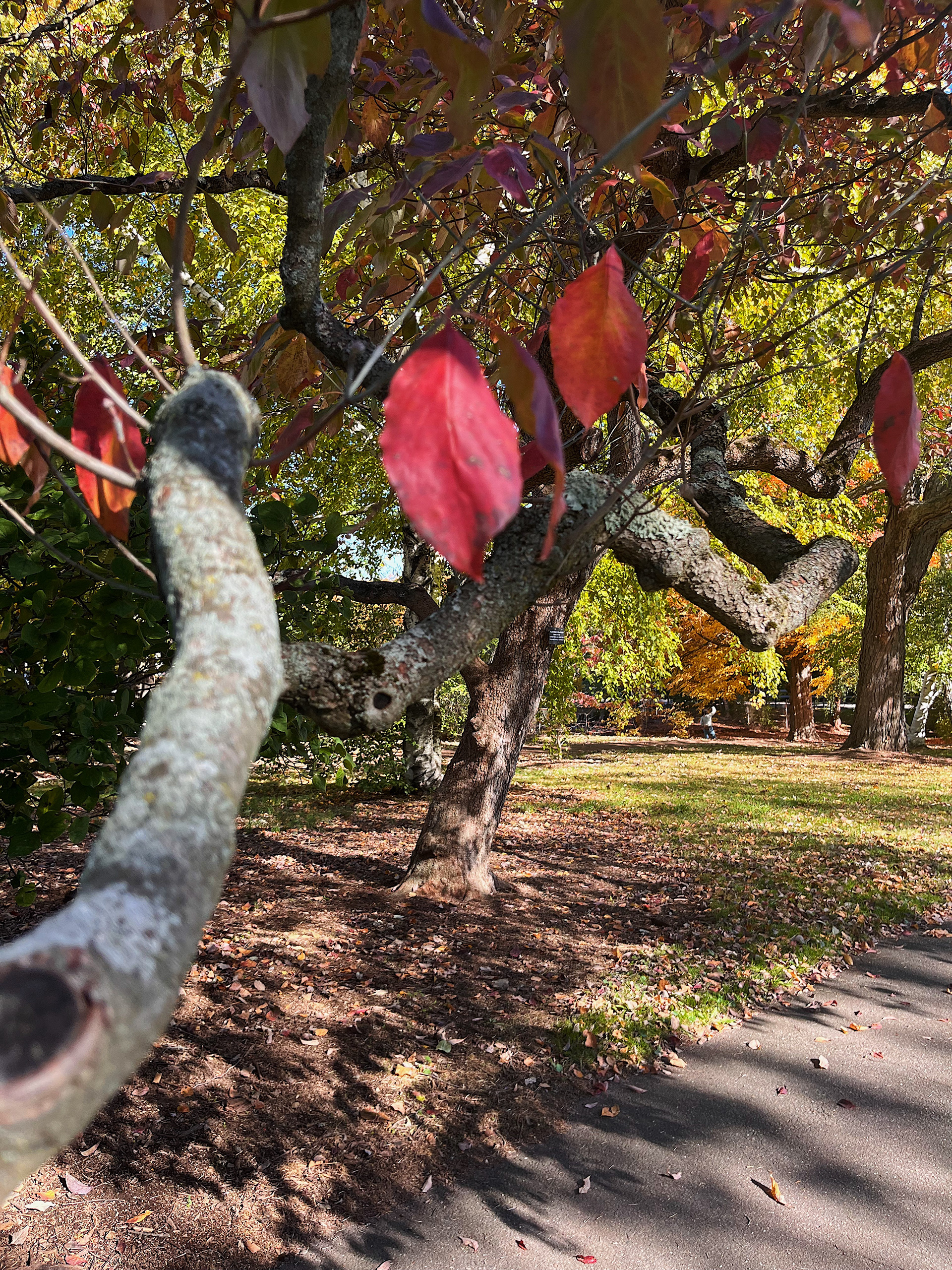 branch view