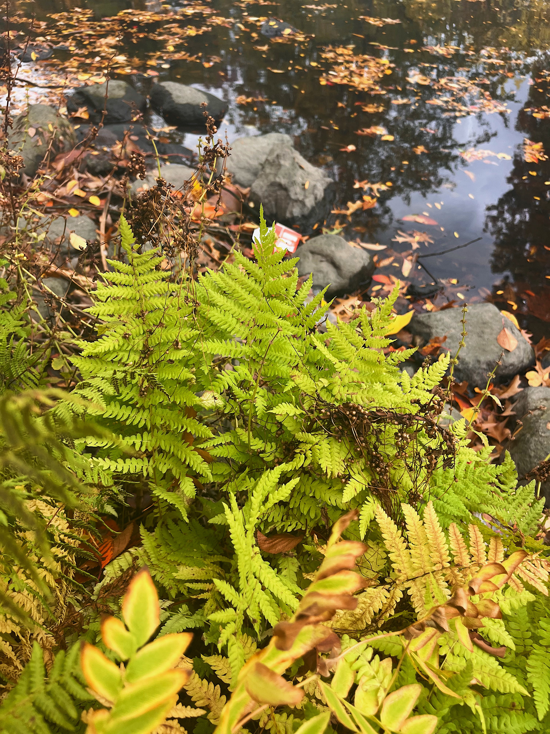 plant view