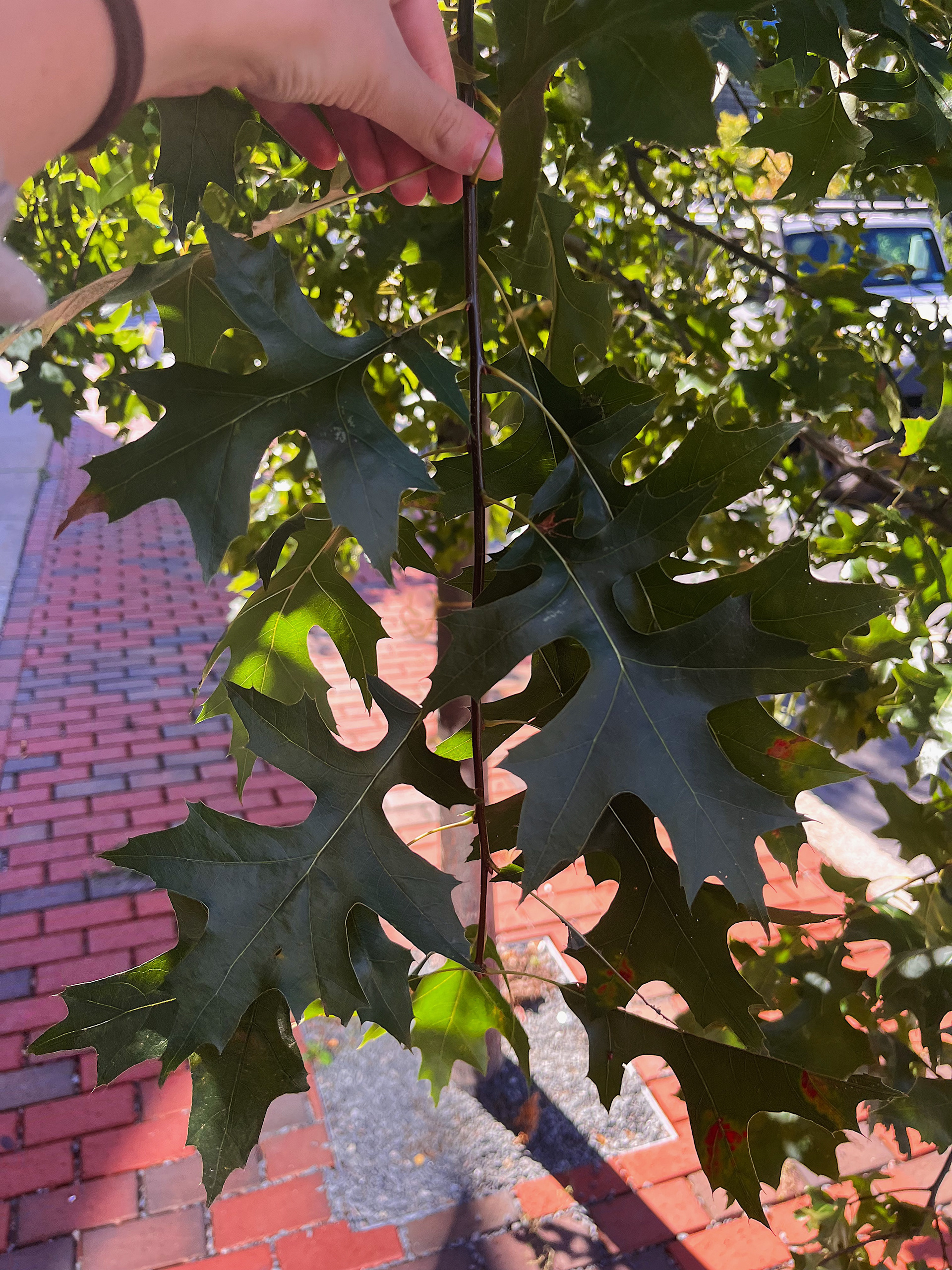 branch view