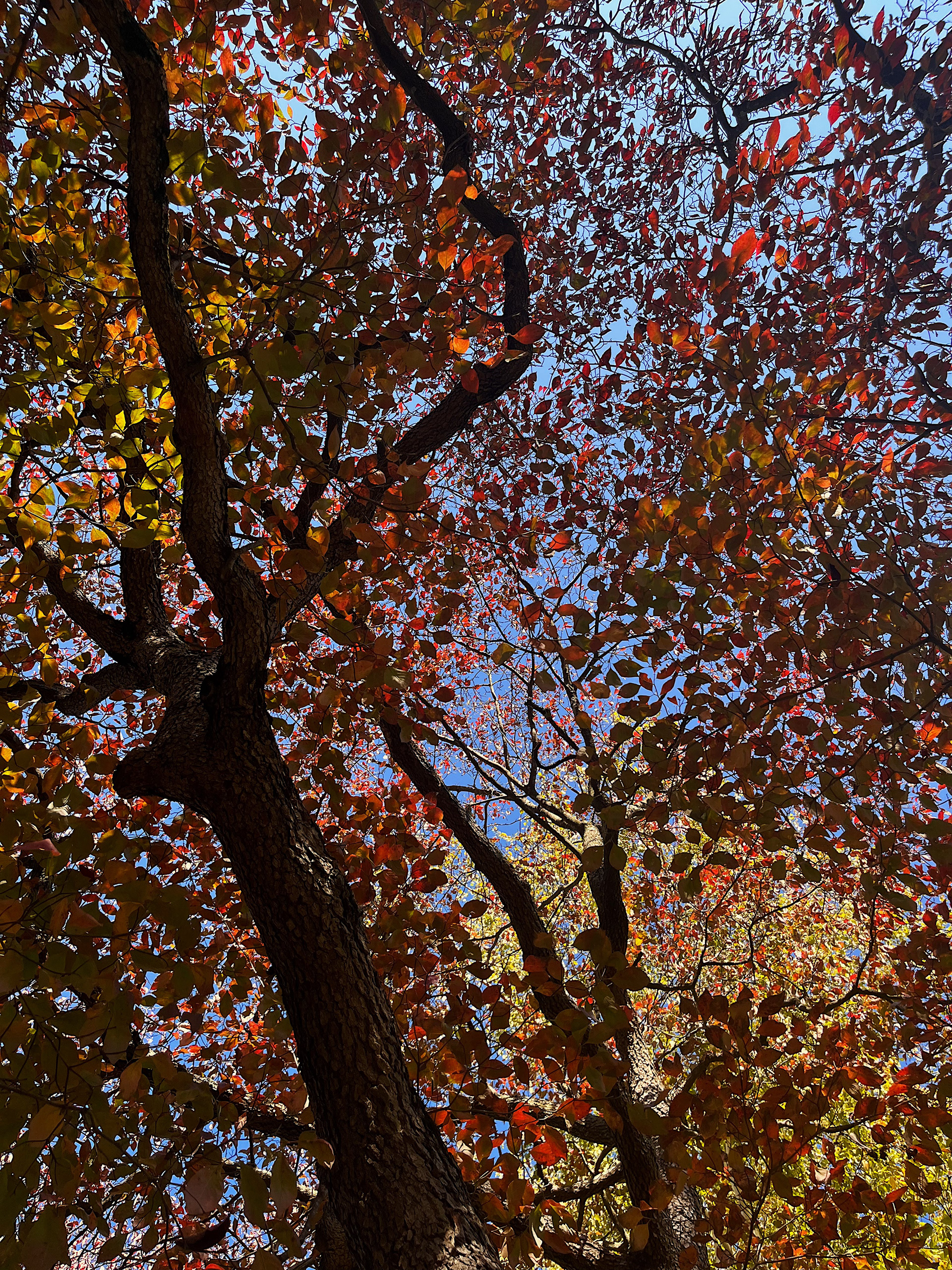 canopy view