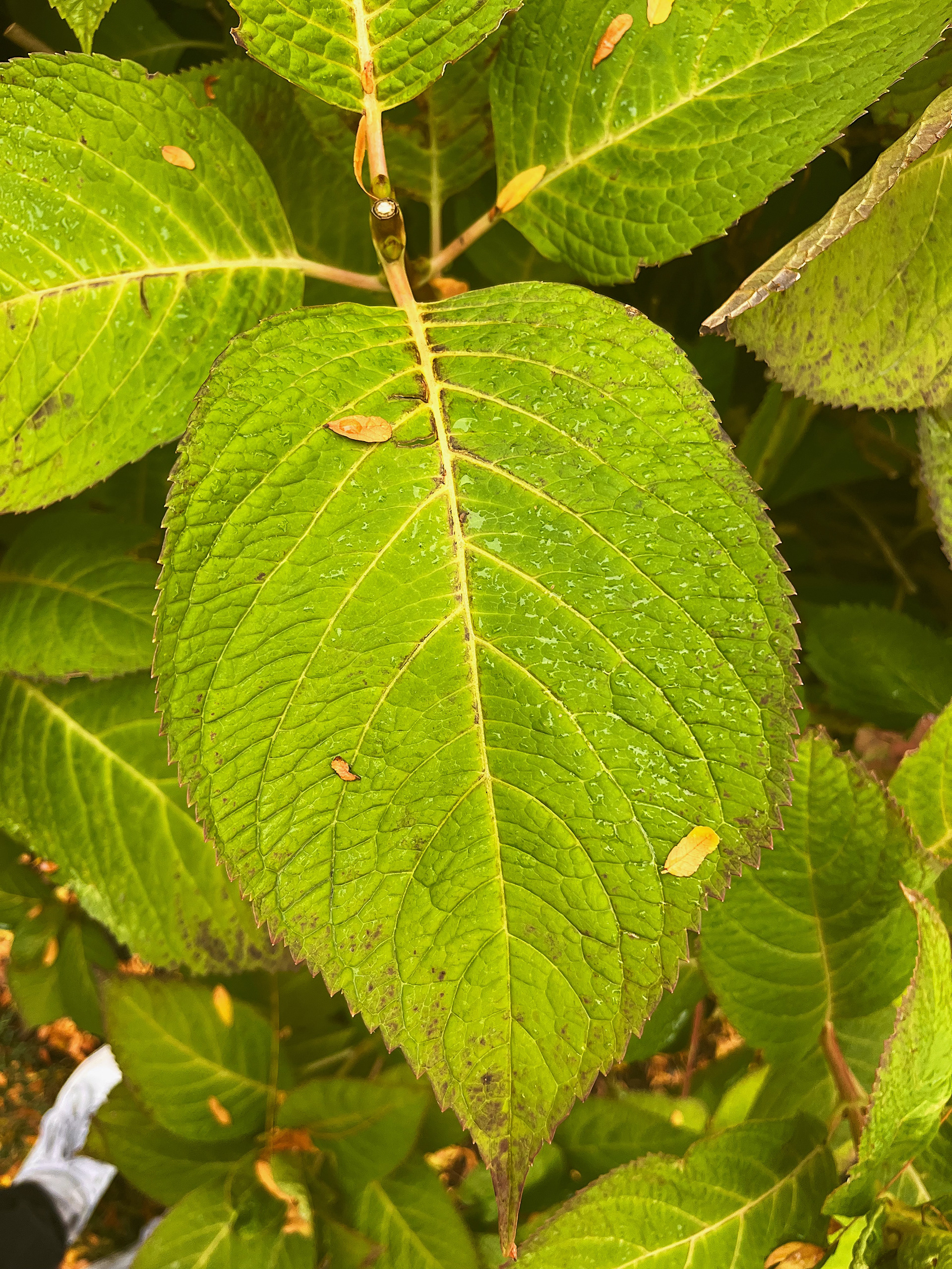 leaf view