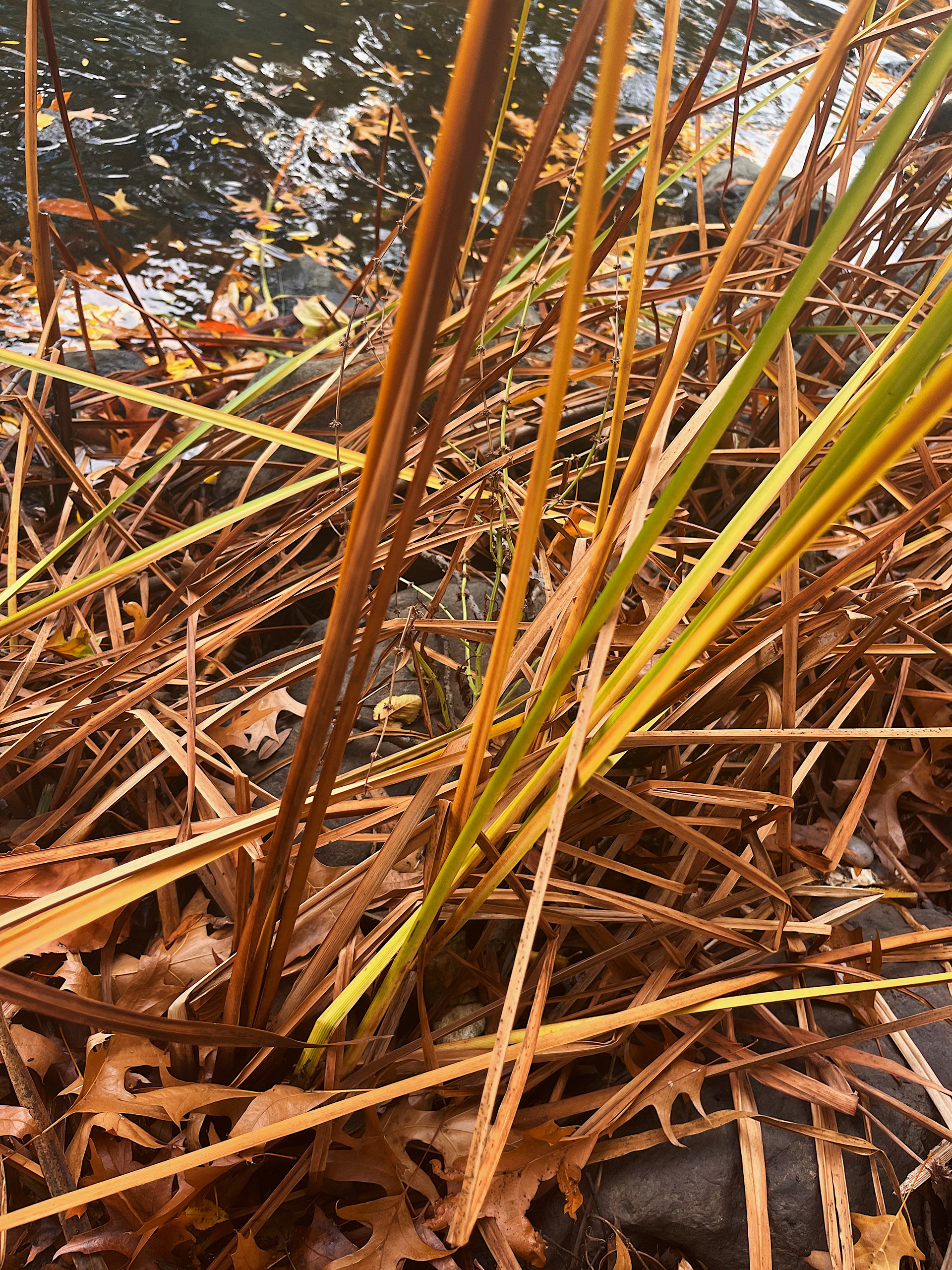 dying leaves