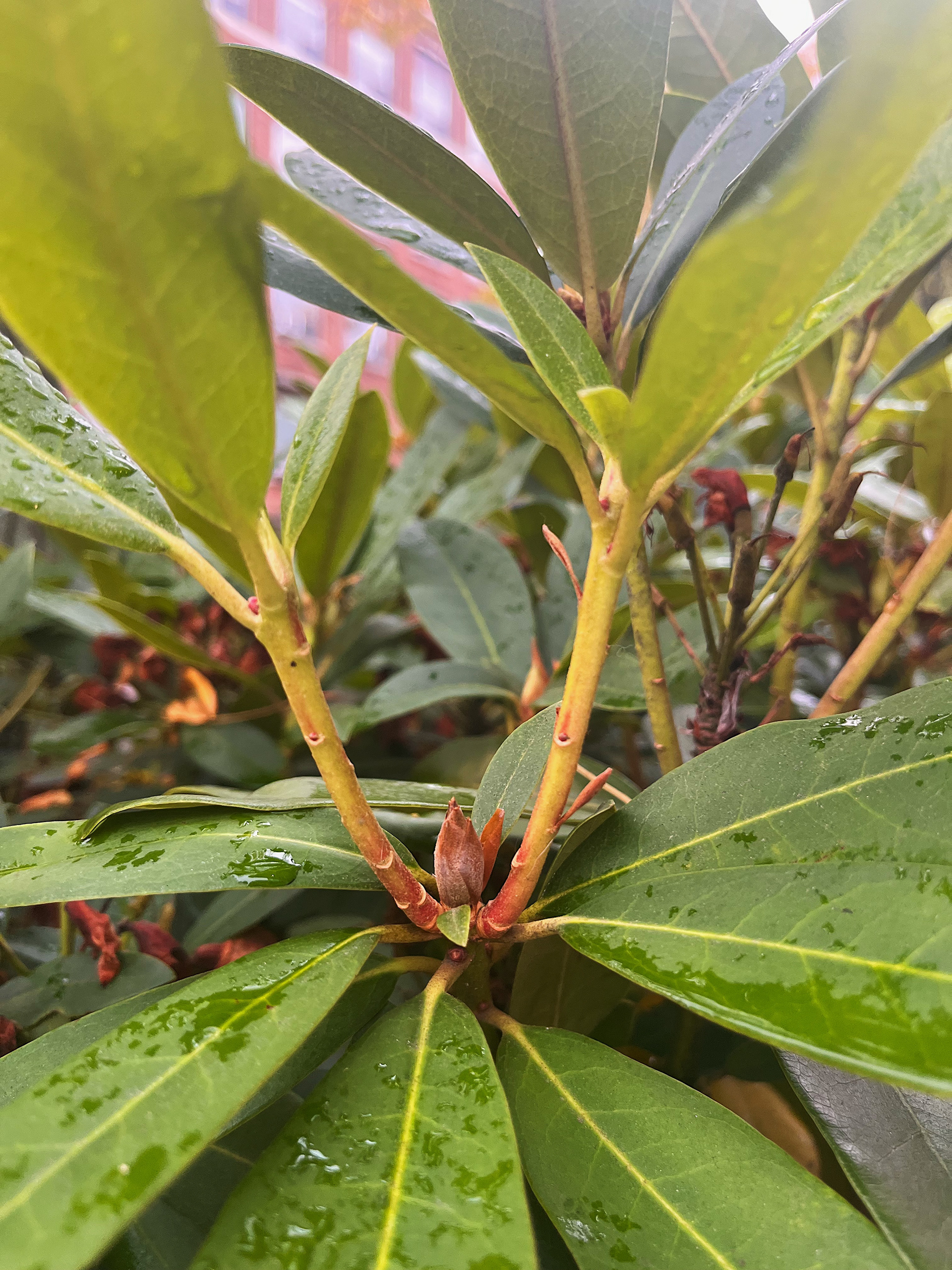 growth view