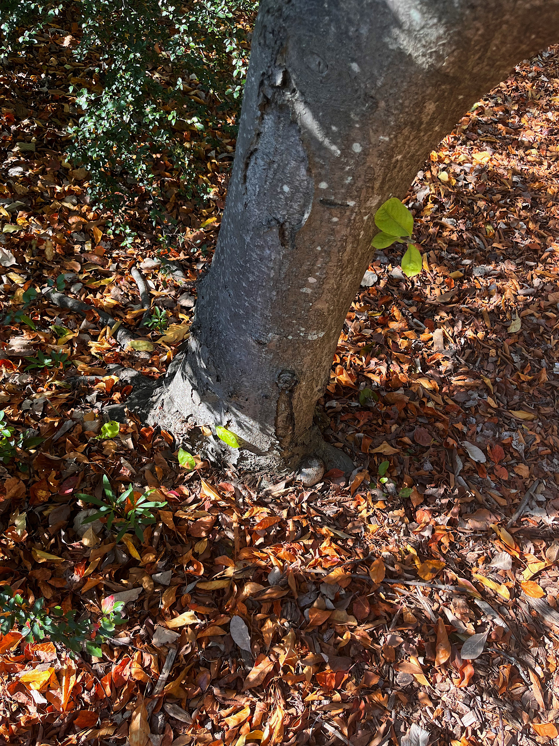trunk view