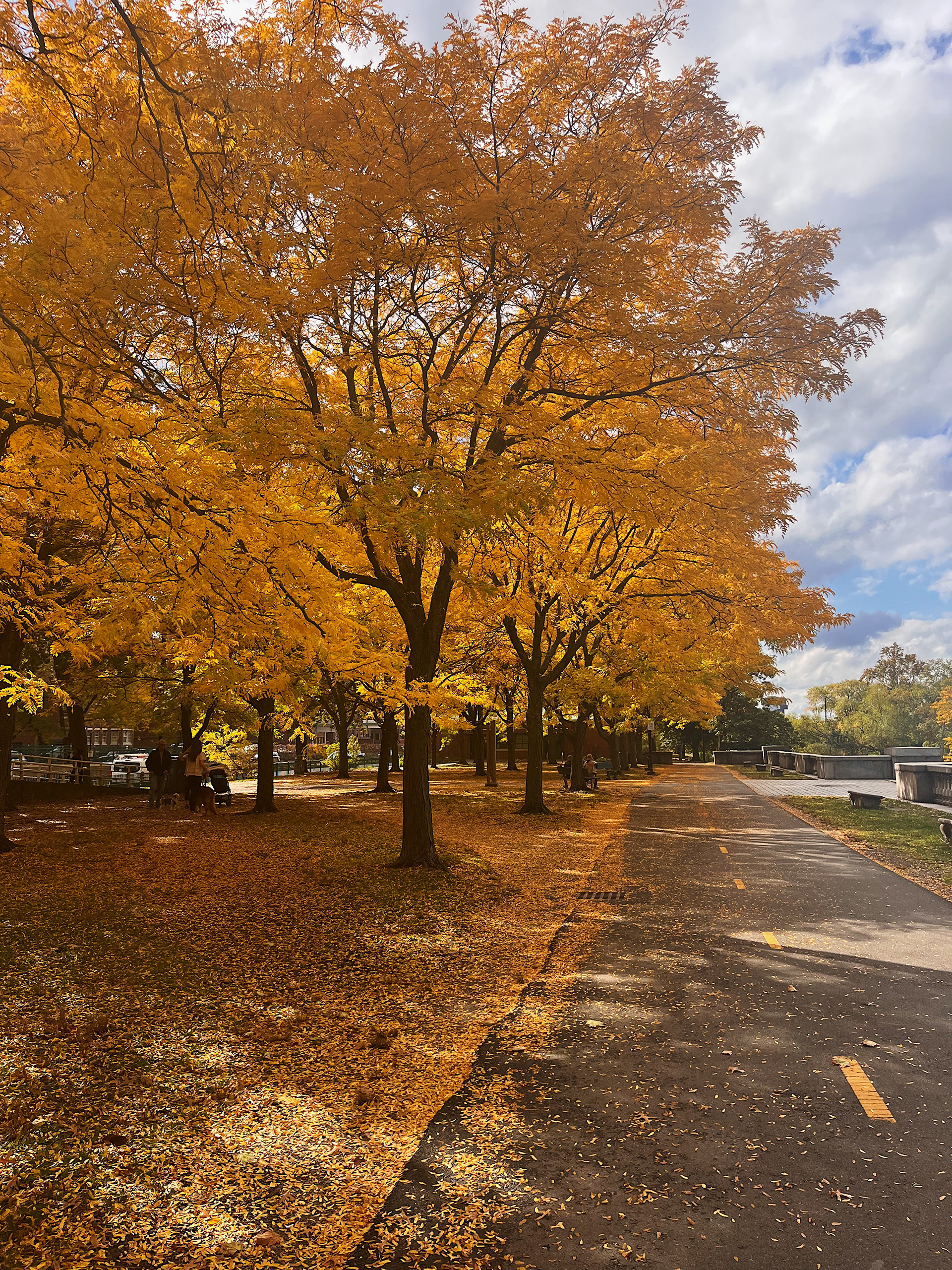 some lovely boston fall color