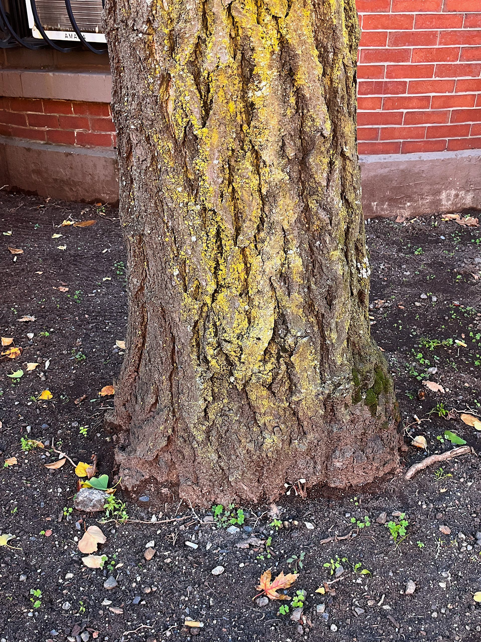 trunk view