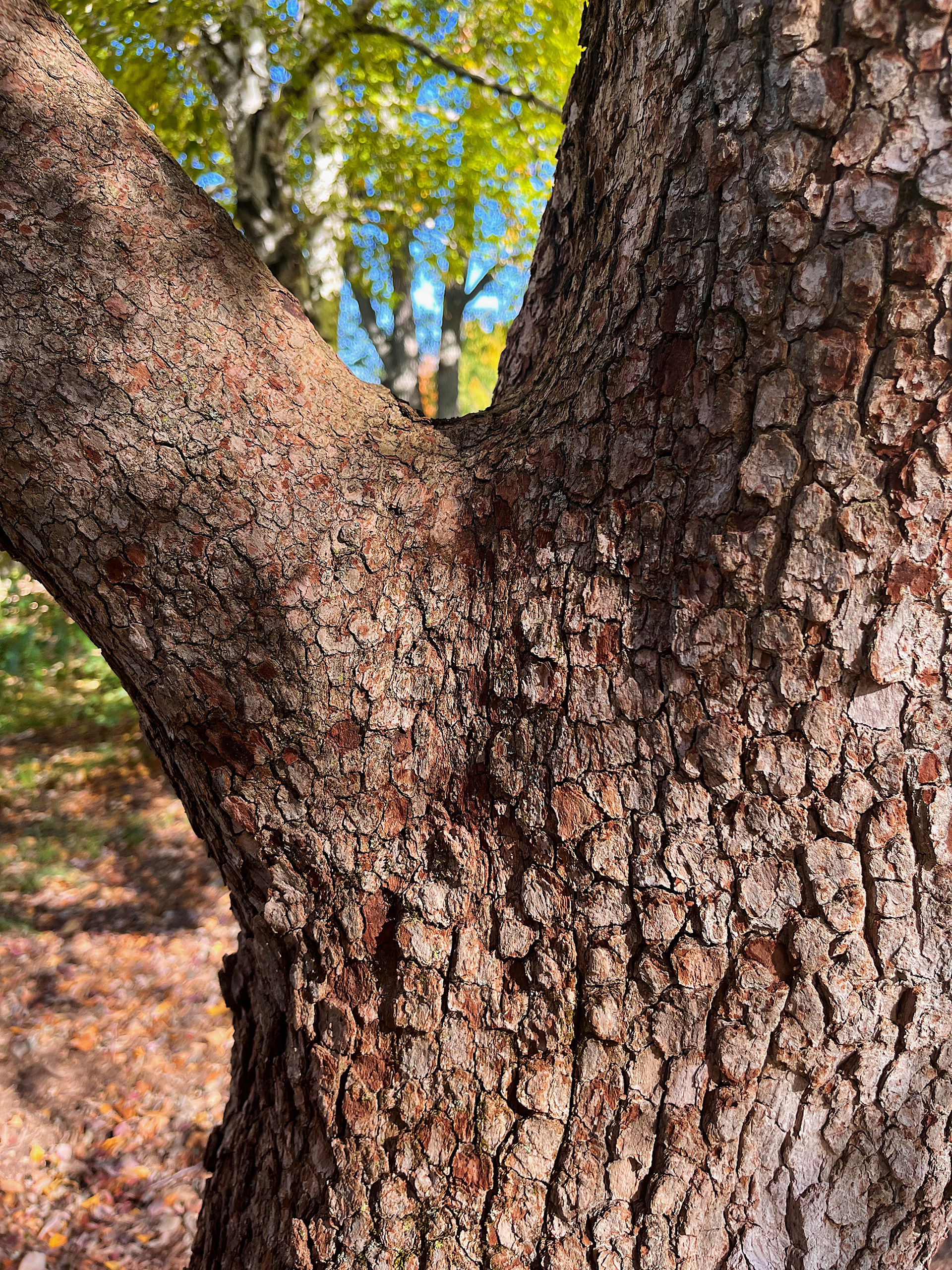 bark view