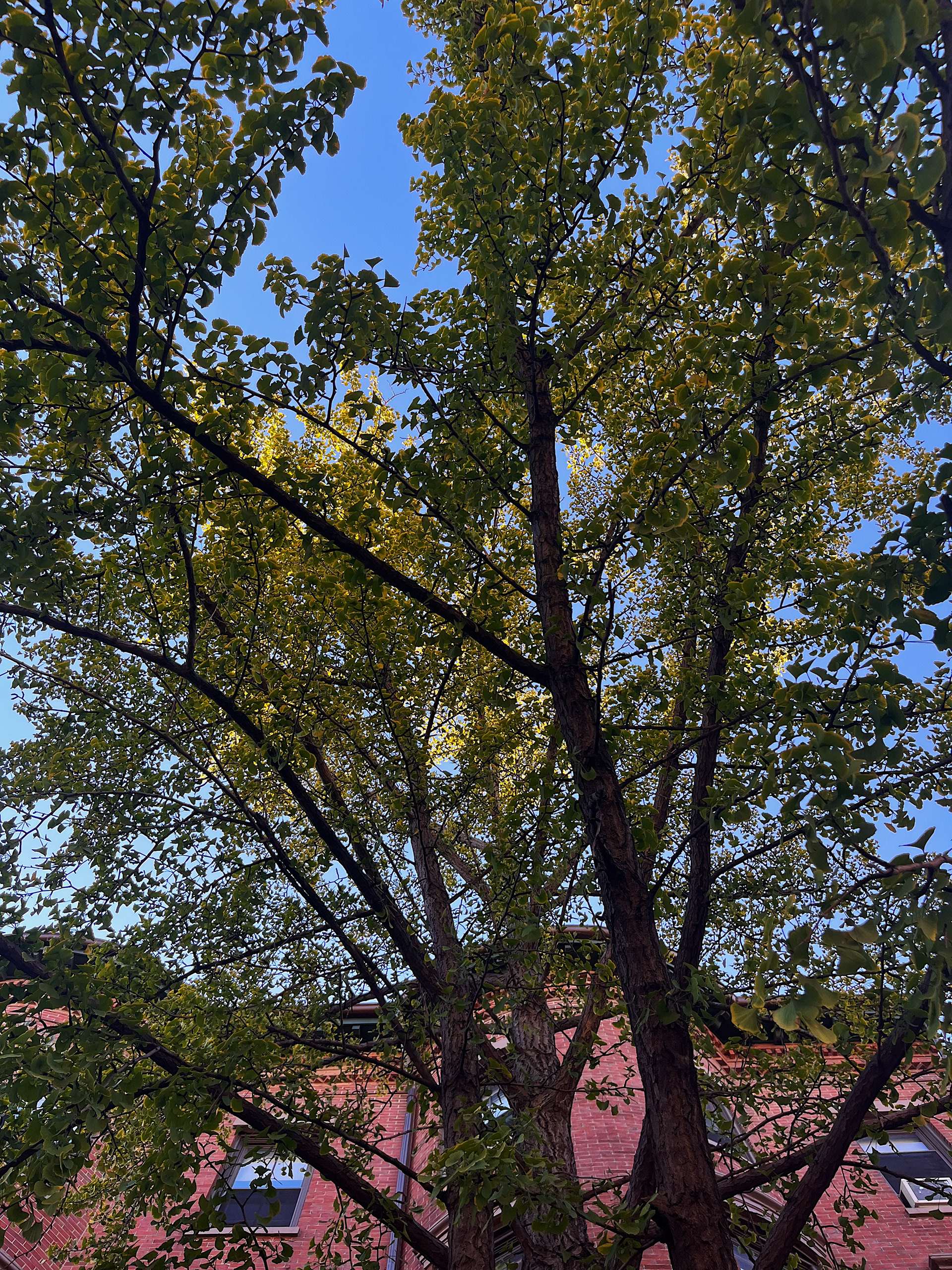 canopy view