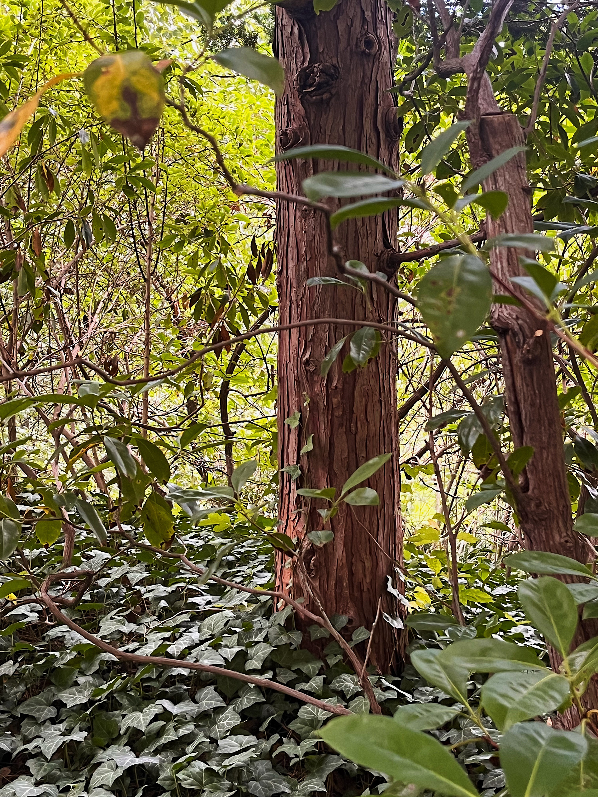 trunk of younger tree
