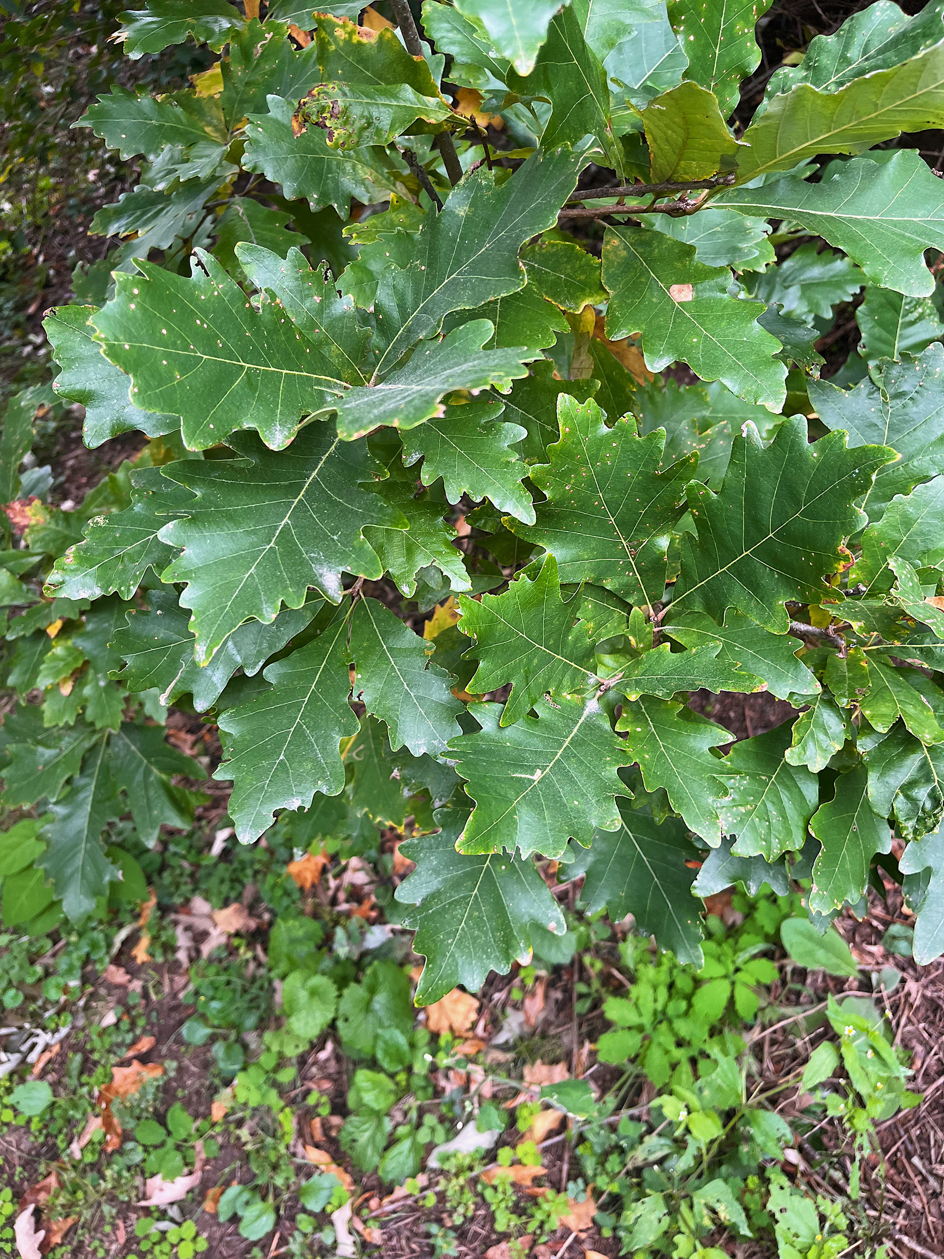 dense leaf growth pattern