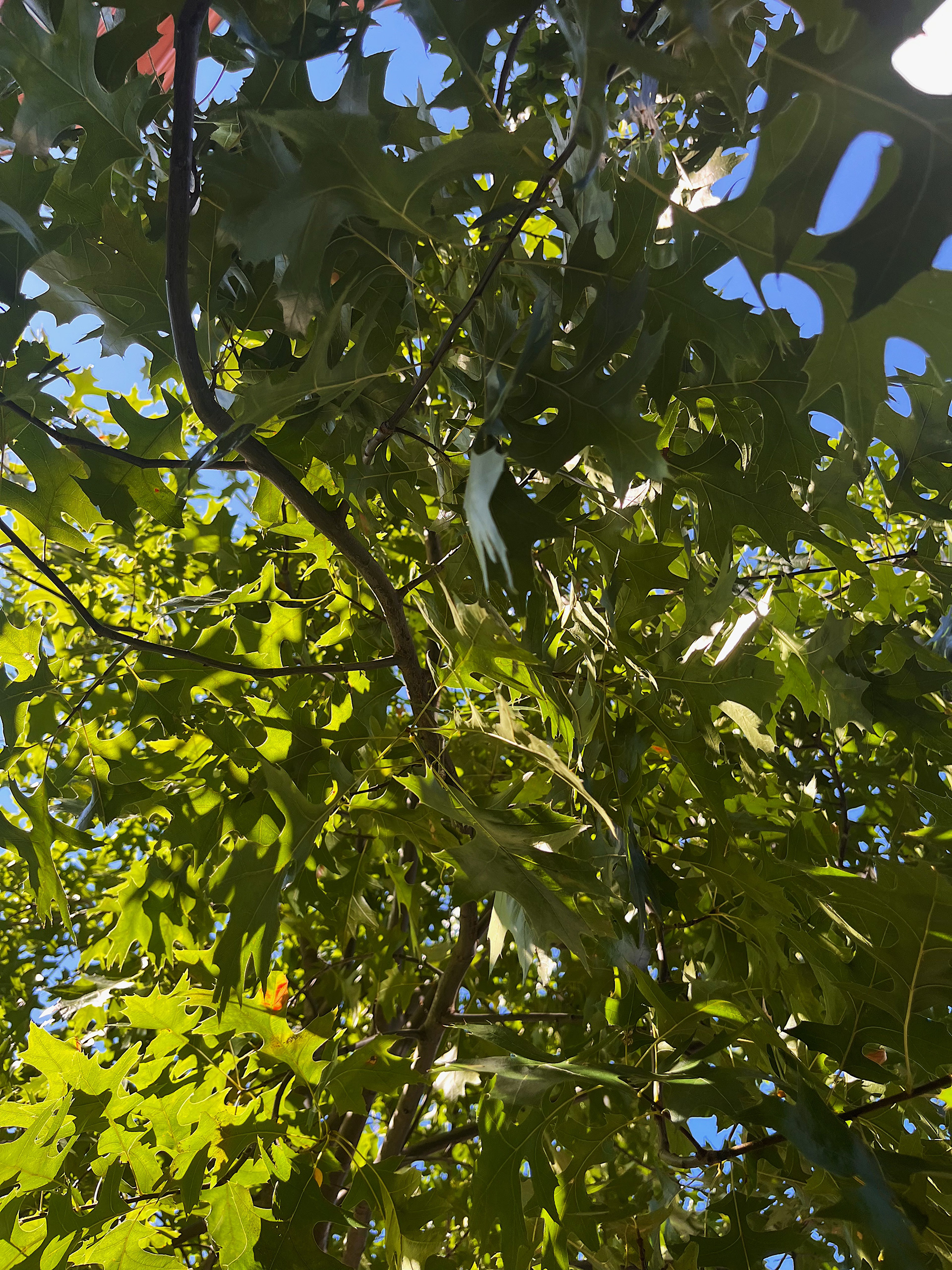 canopy view