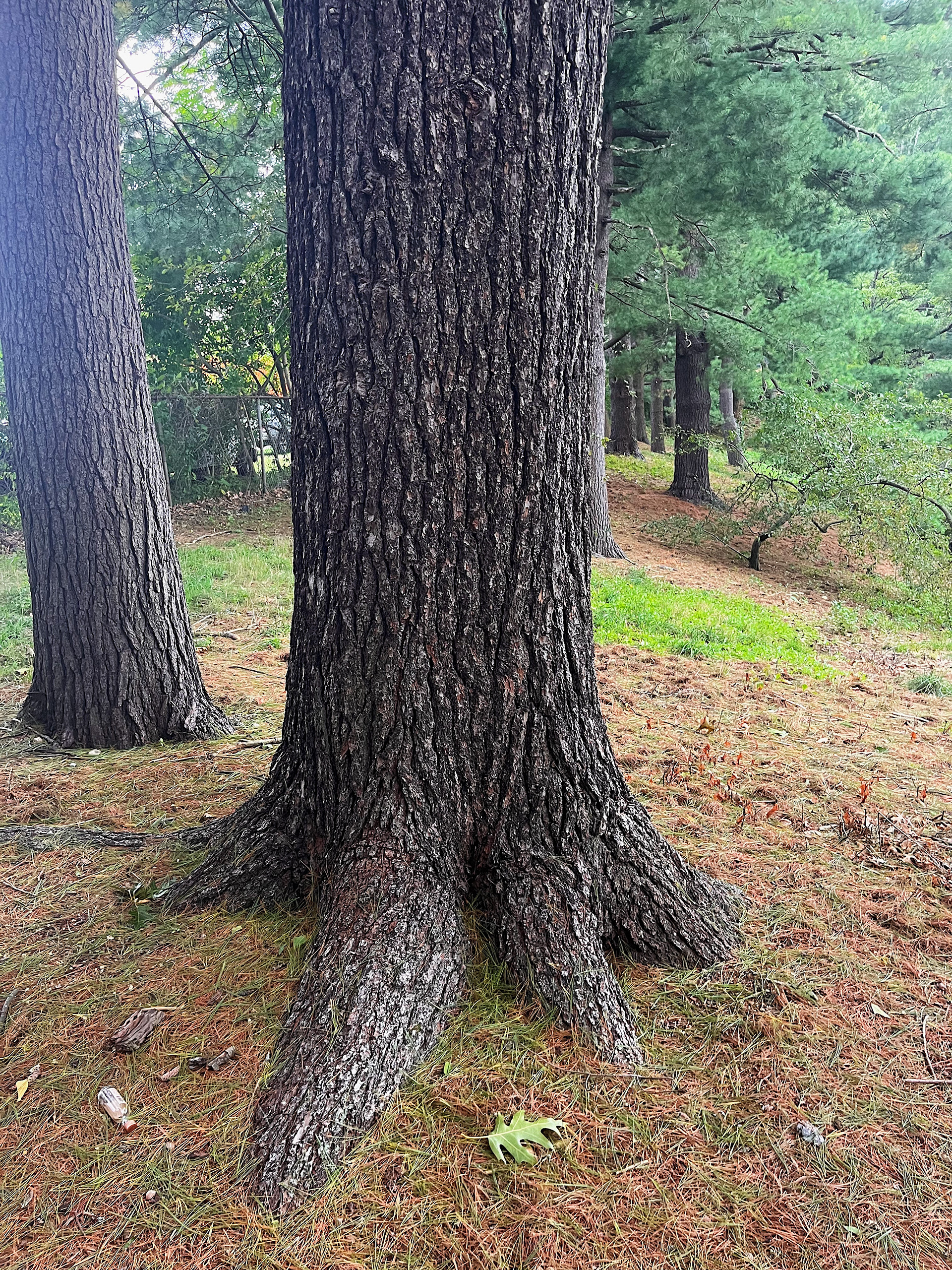 trunk view