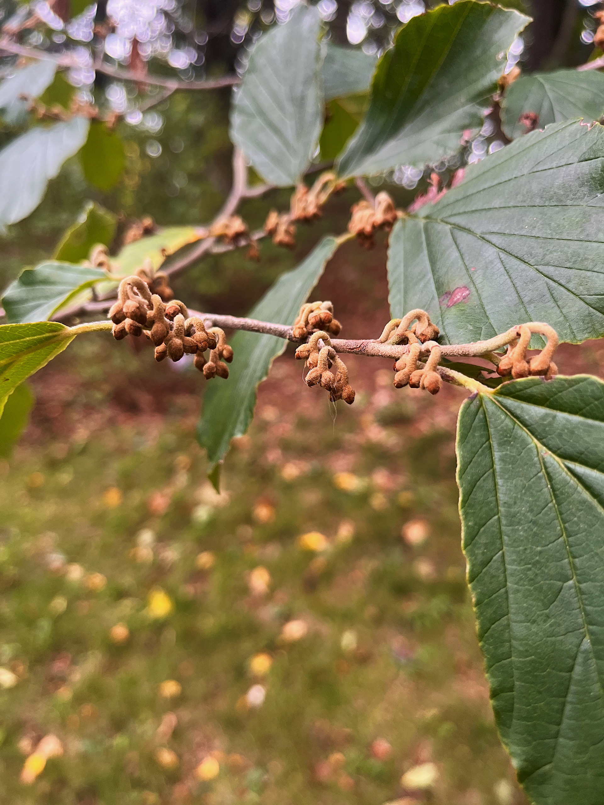 seed pod view