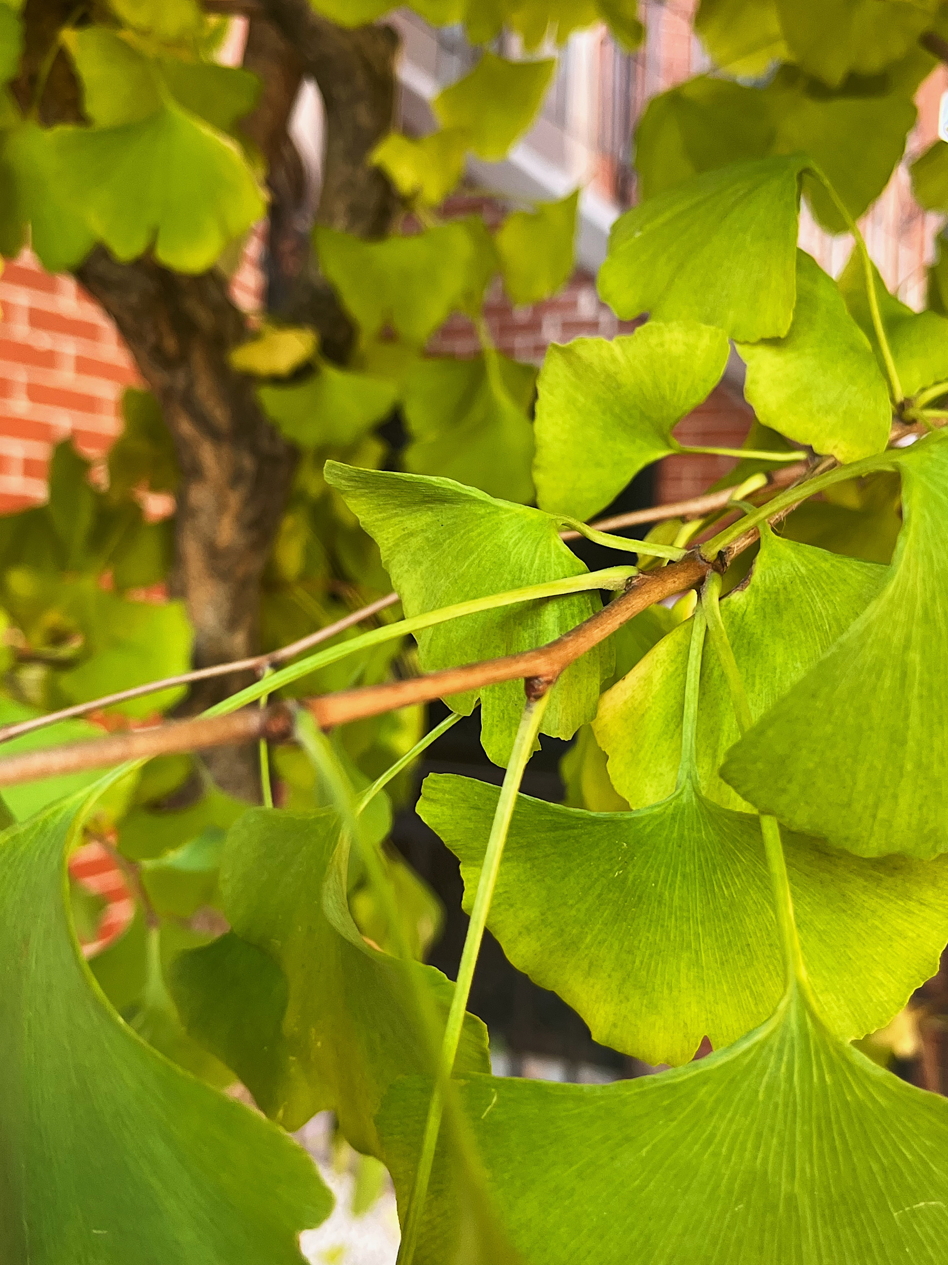 branch view