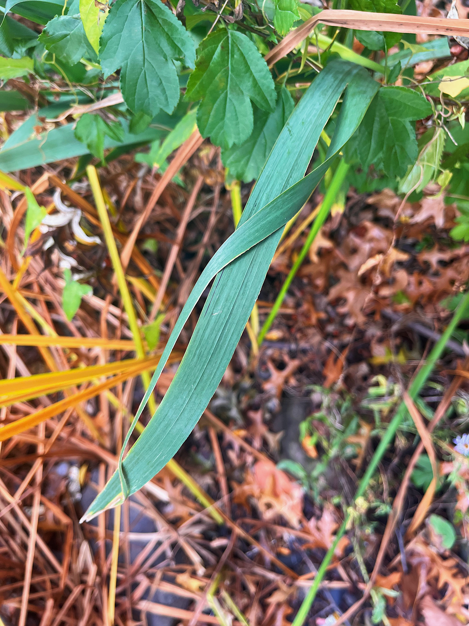 leaf view